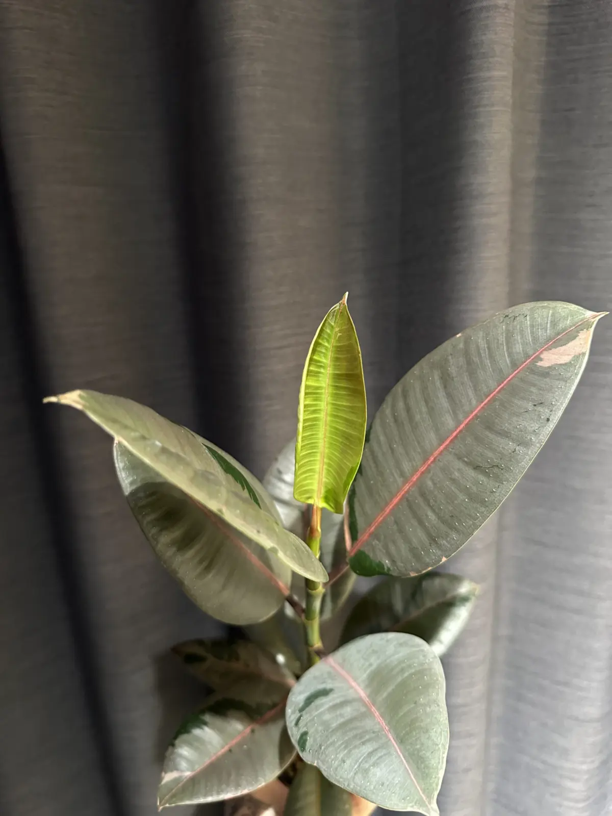 フィカス　ブルールビー