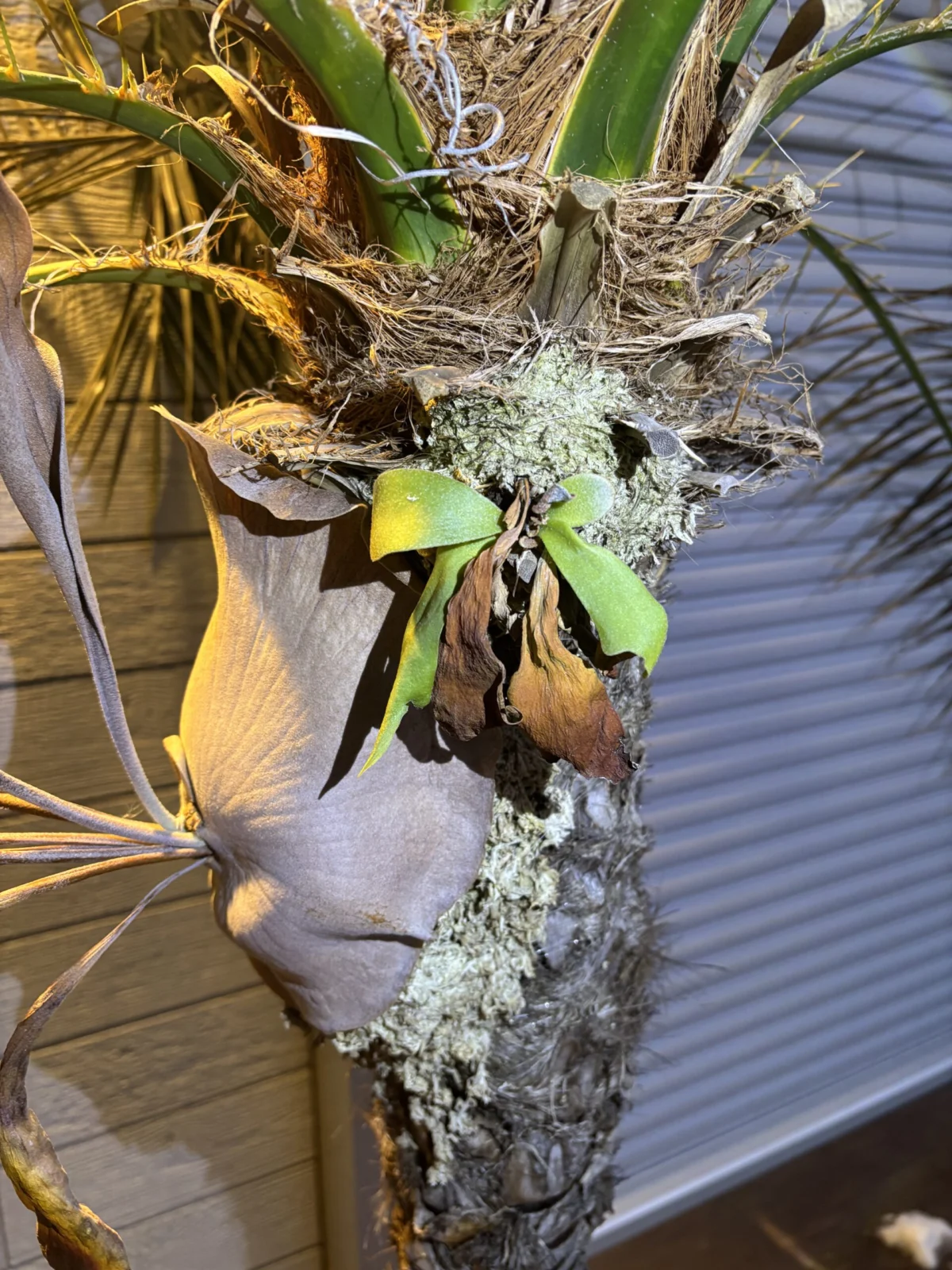 ビカクシダ　ビフルカツム　ネザーランド