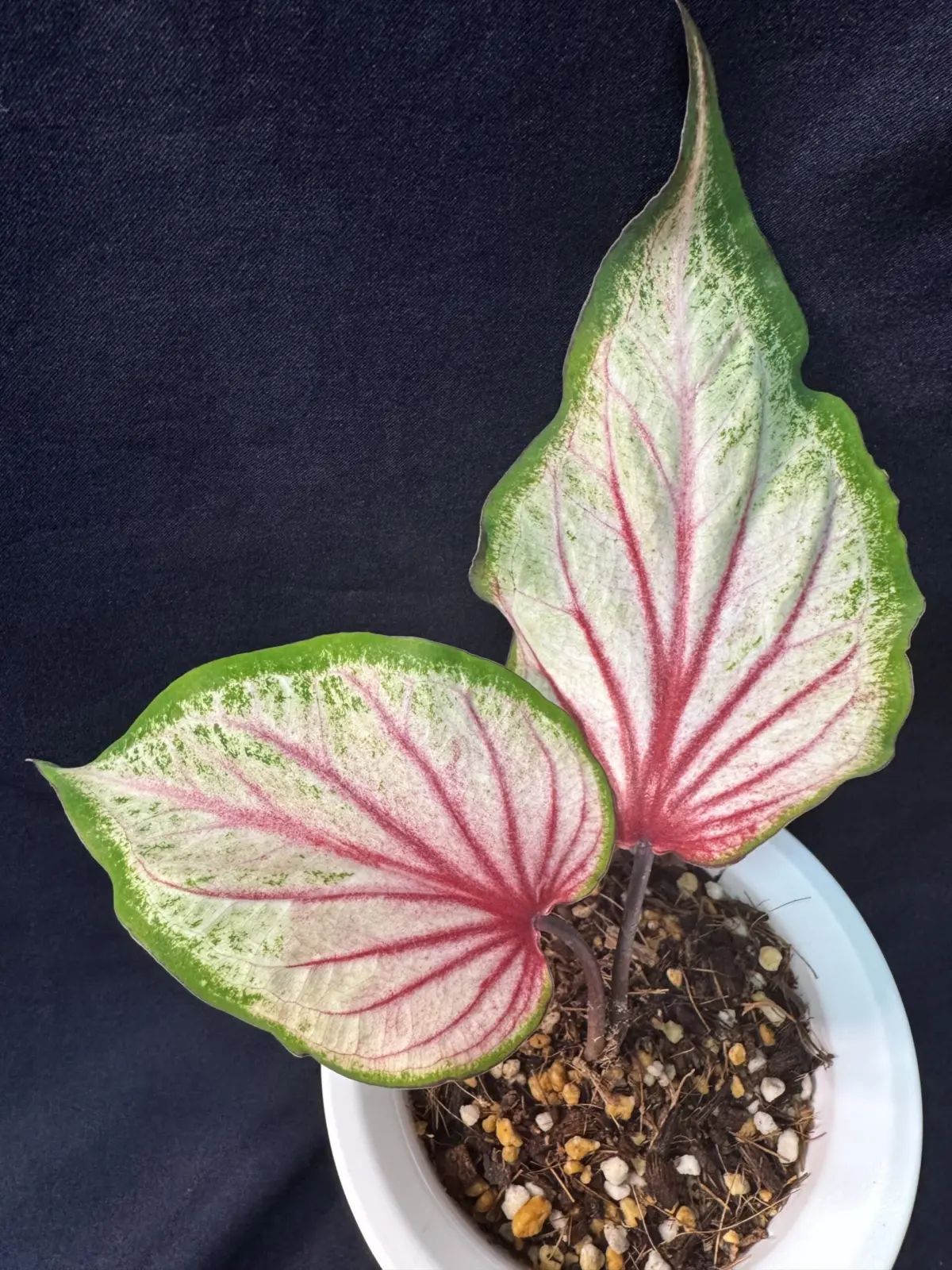 カラジウム　ビコロールハイブリッド　137