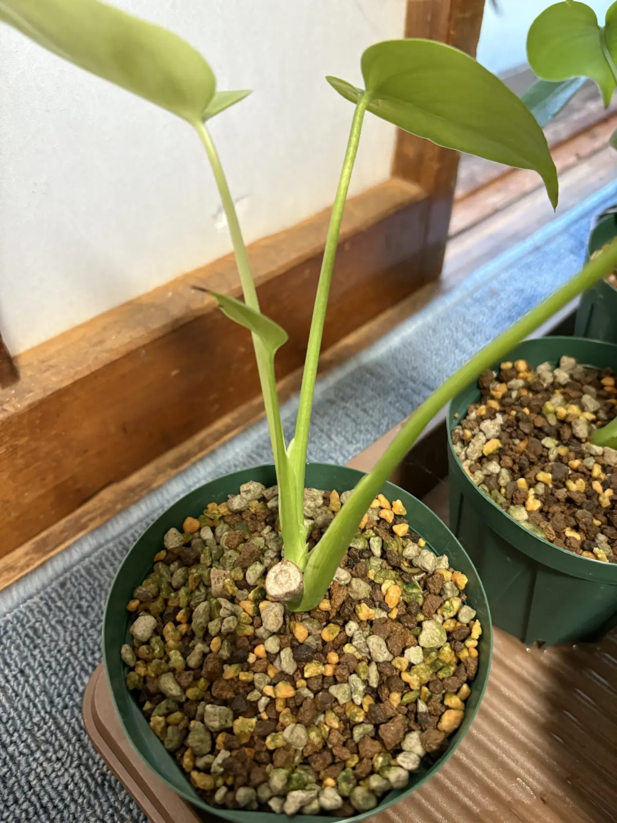 モンステラ　衰退