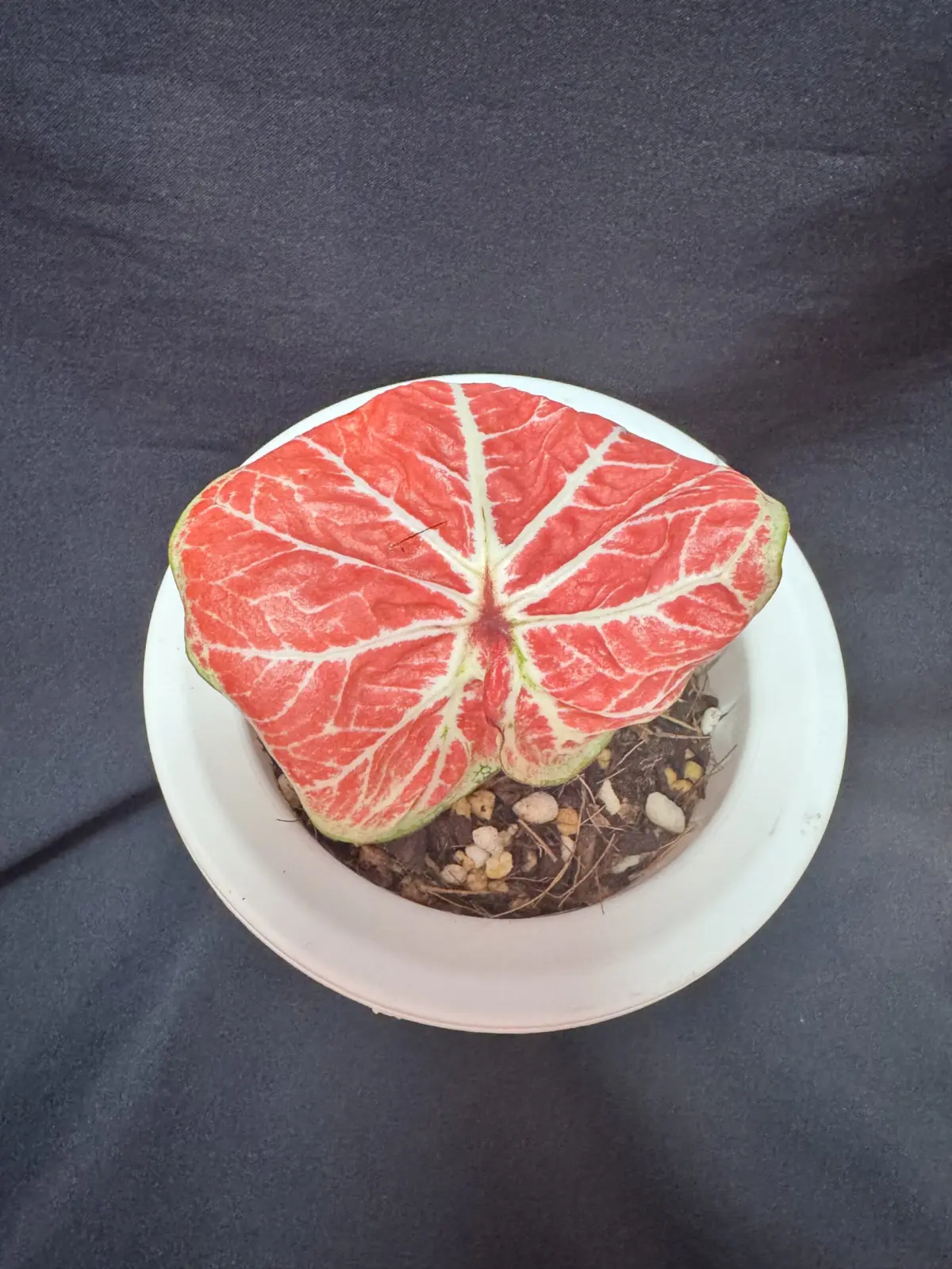 カラジウム　フライデー