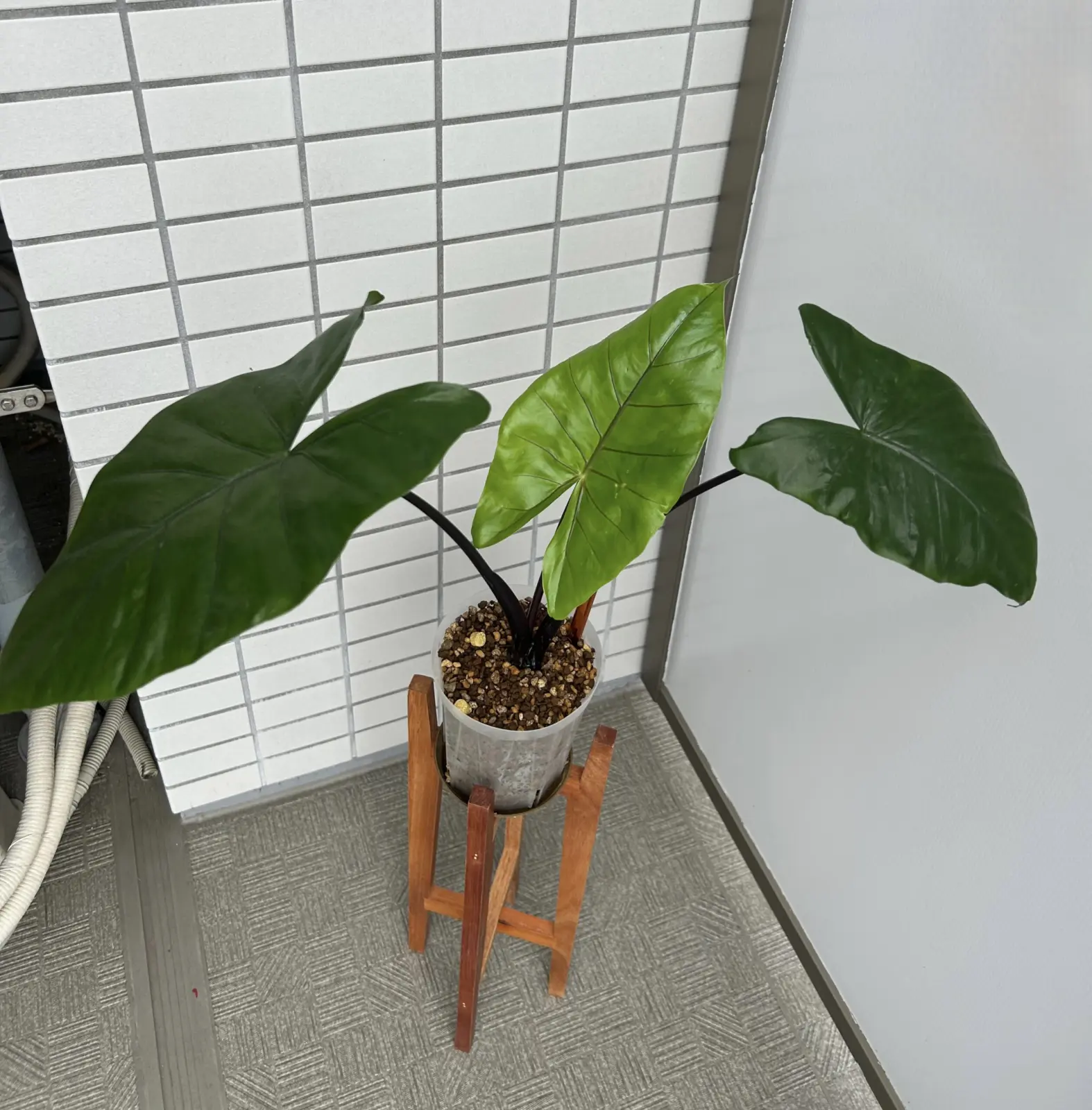 アロカシア　ブラックステム