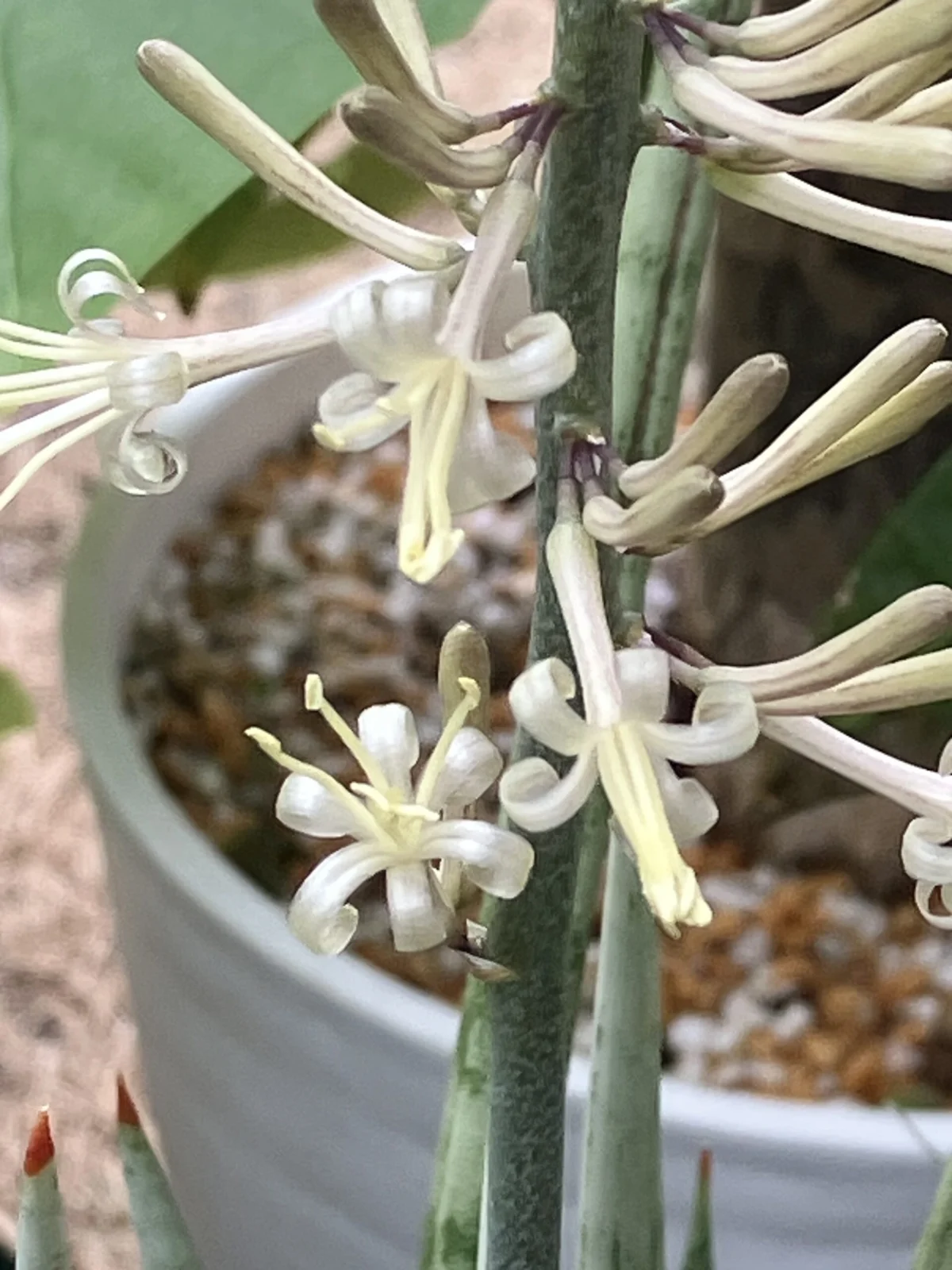 サンセベリア　グラシリス　花