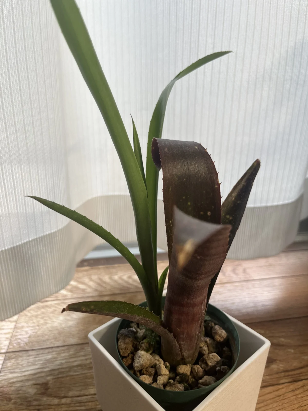 ビルベルギア　ヤイエー