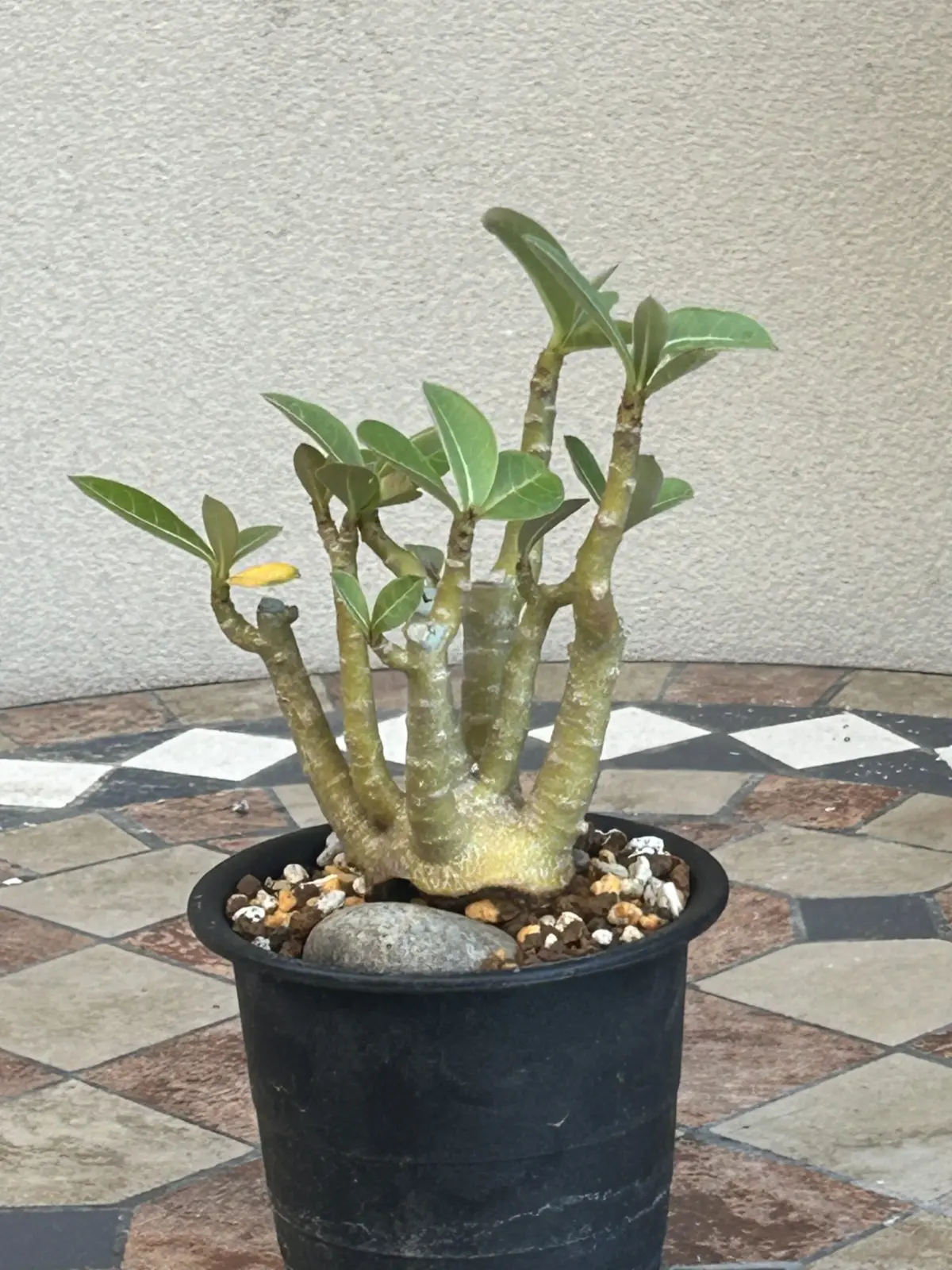 アデニウム　オベスム