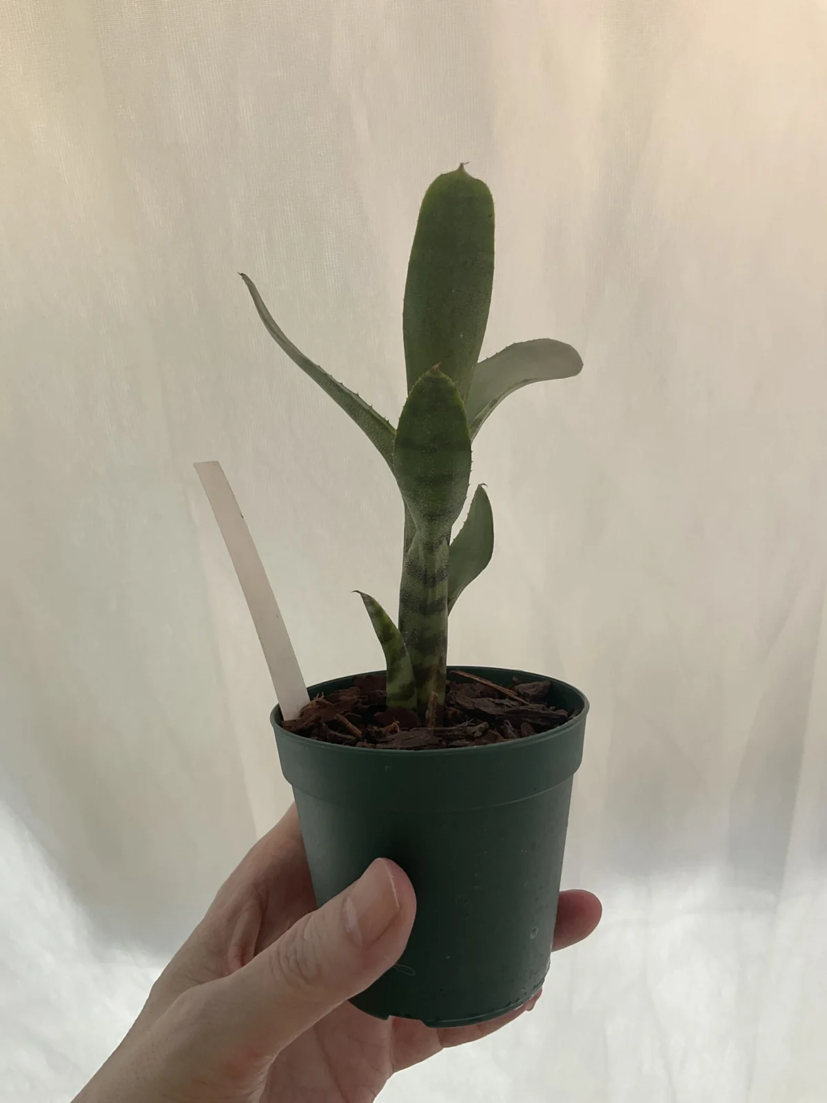 ネオレゲリア アケソ アンプルラケア・ティグリナ × リリプティアナ