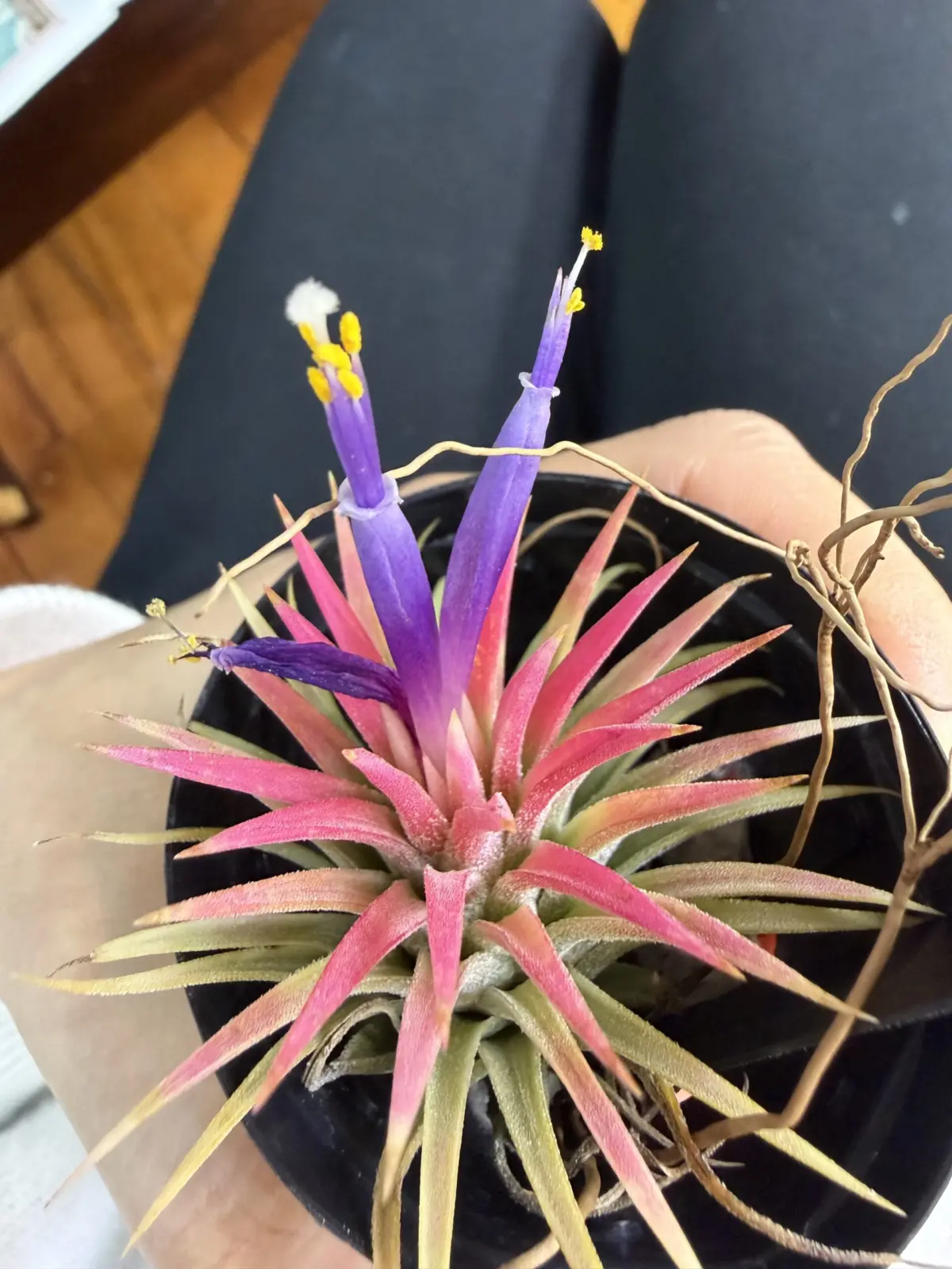 ティランジア イオナンタ アルボマルギナータ 花