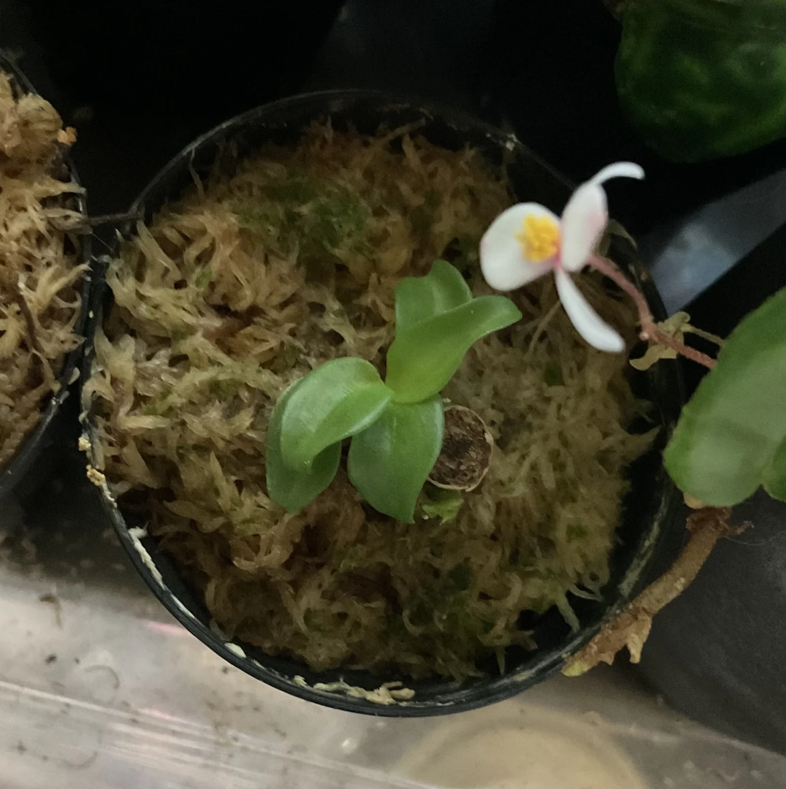 フィロデンドロン シルバーメタル 萎縮 茎ぶせ