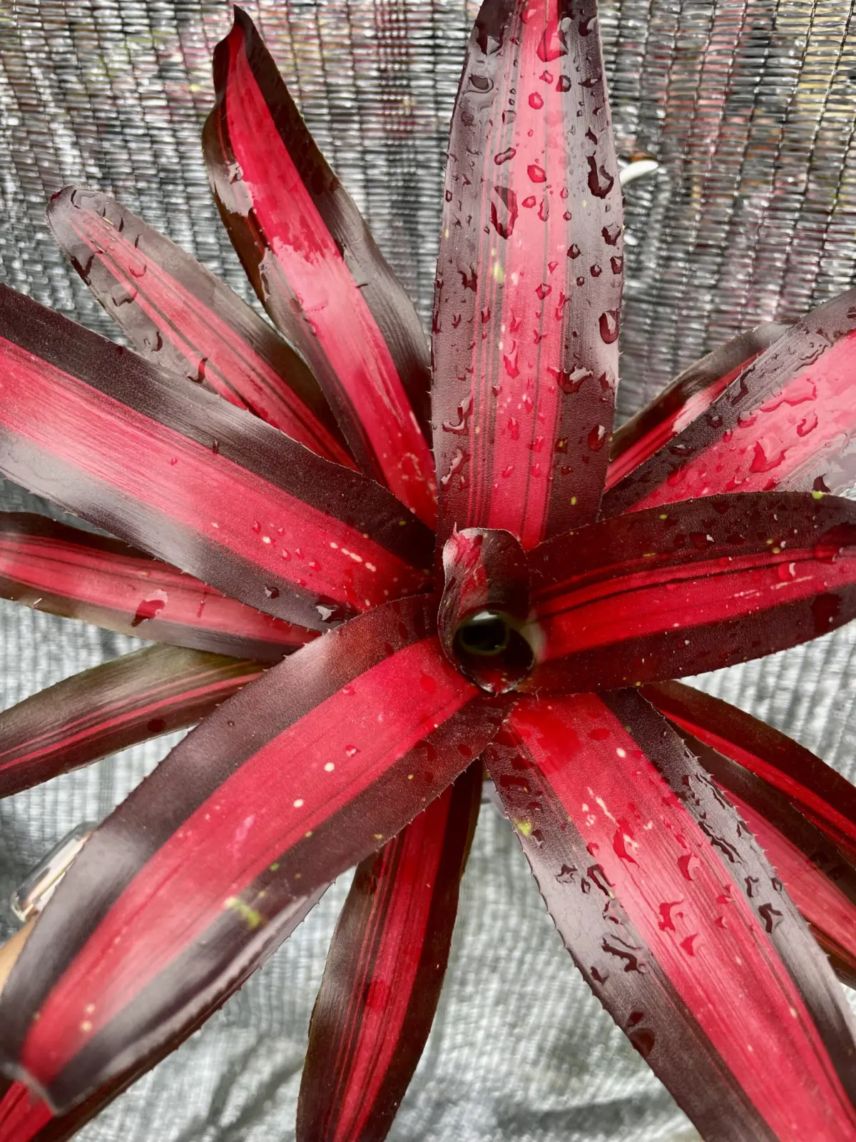 ネオレゲリア ピミエント