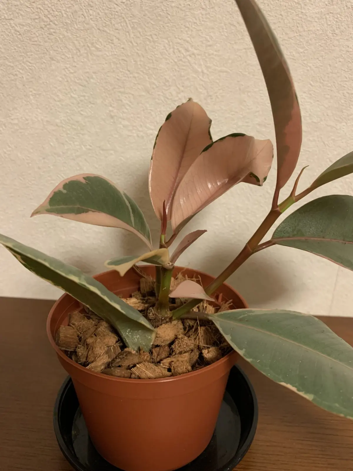 フィカス　ホムセン