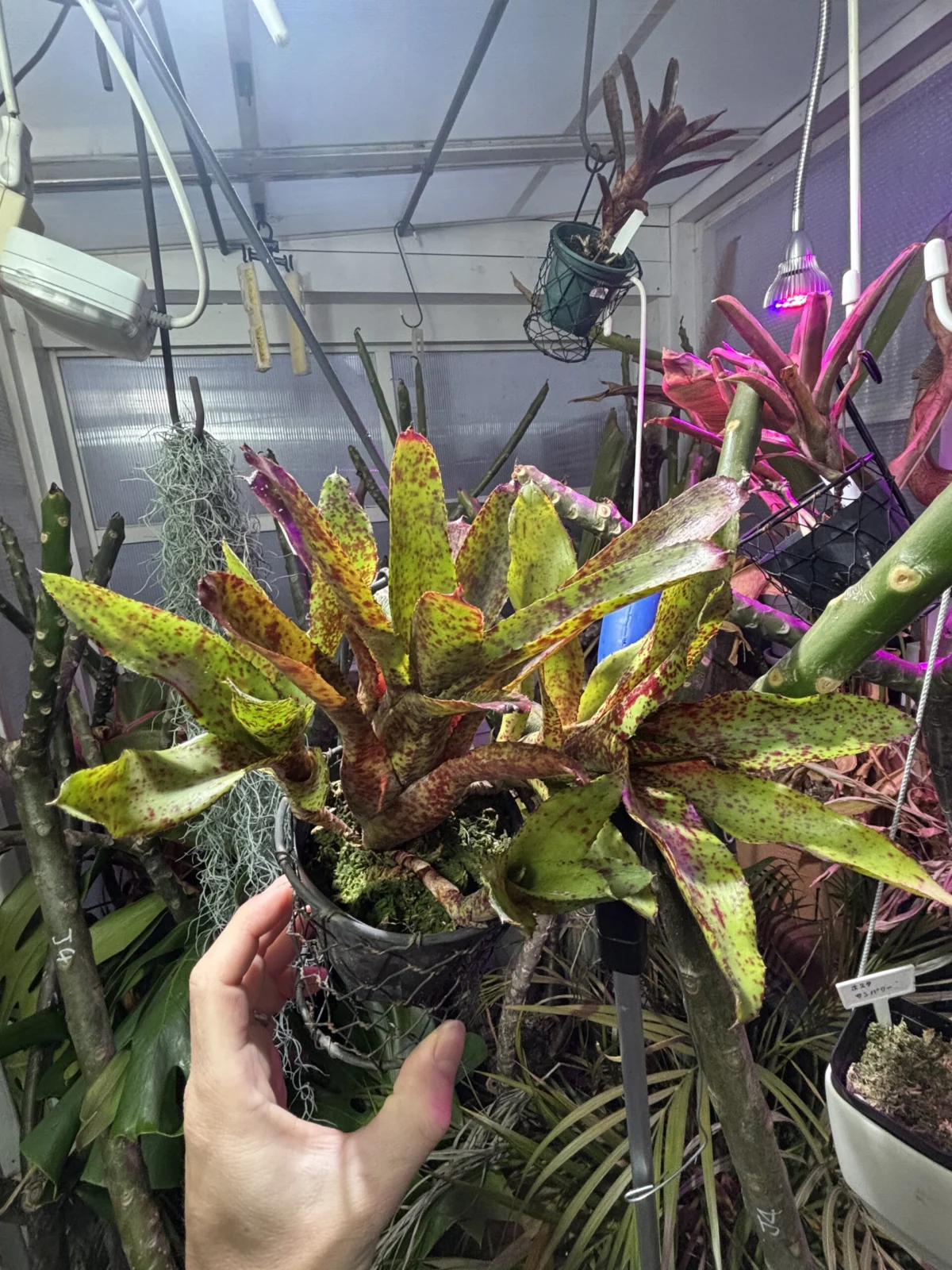 ネオレゲリア　プニニ