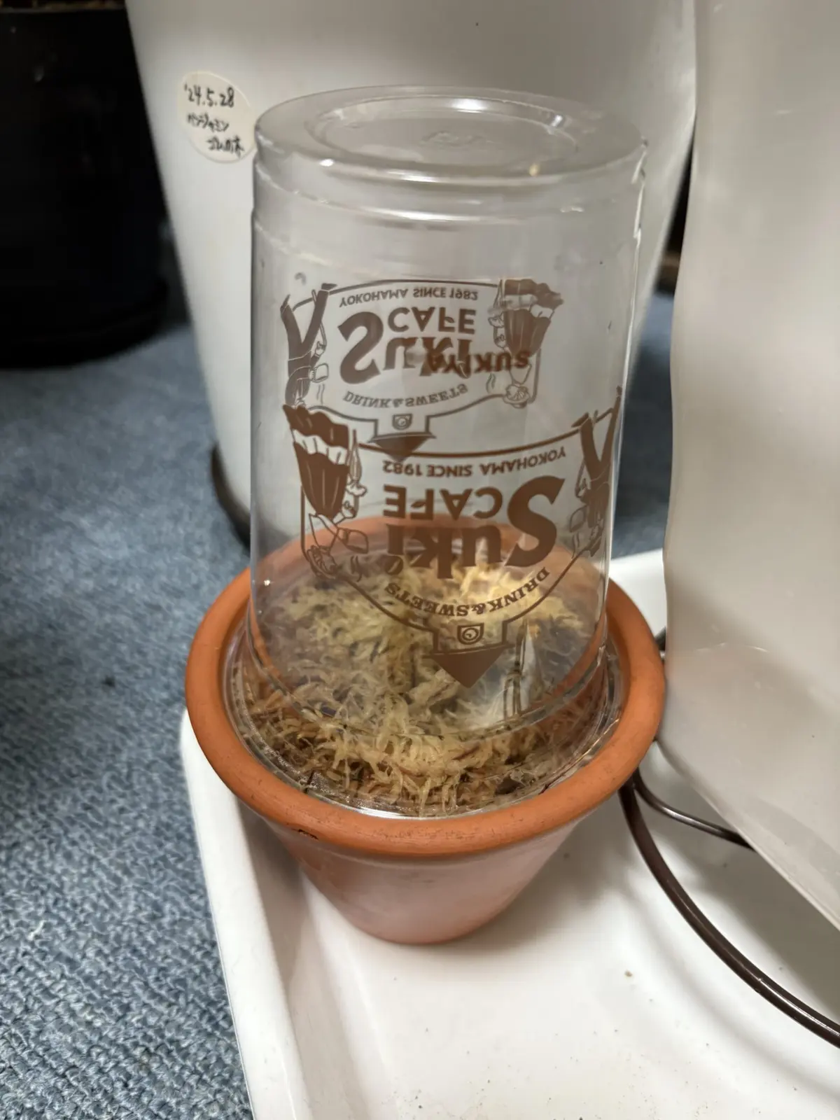 アロカシア　芋