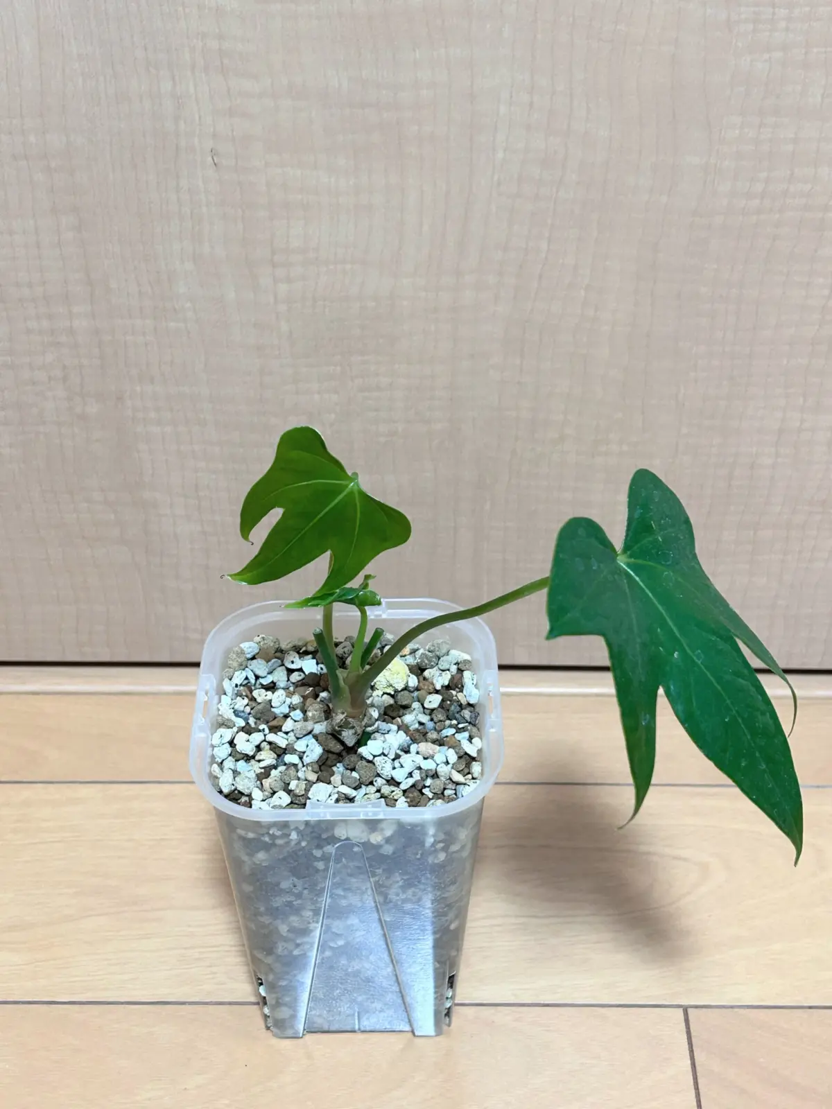 アンスリウム ペダトラディアツム