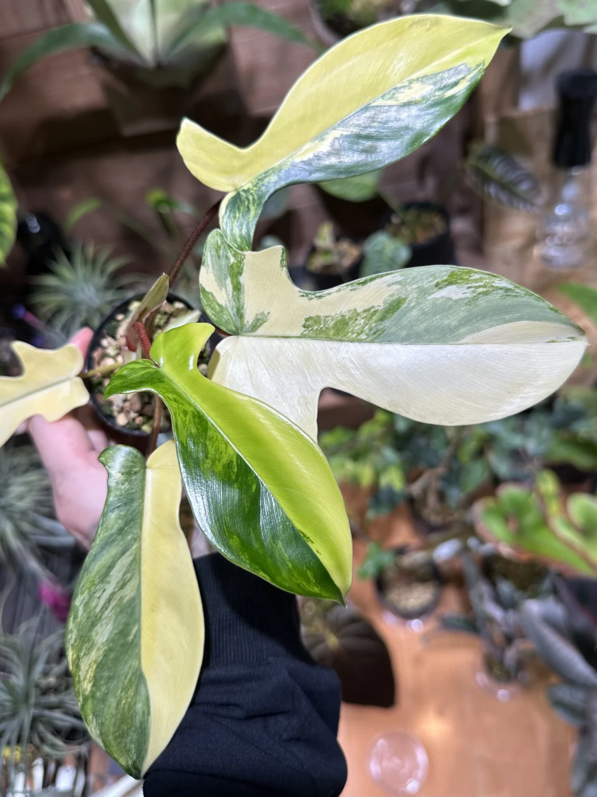 フィロデンドロン フロリダビューティー