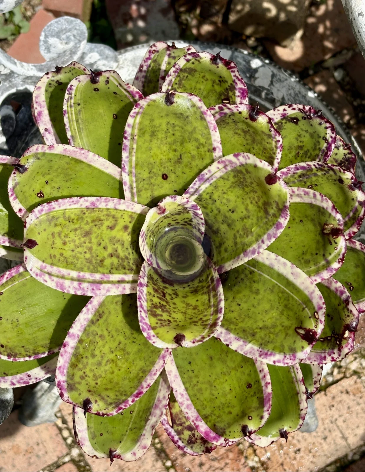 ネオレゲリア　ブルーベリーバックル