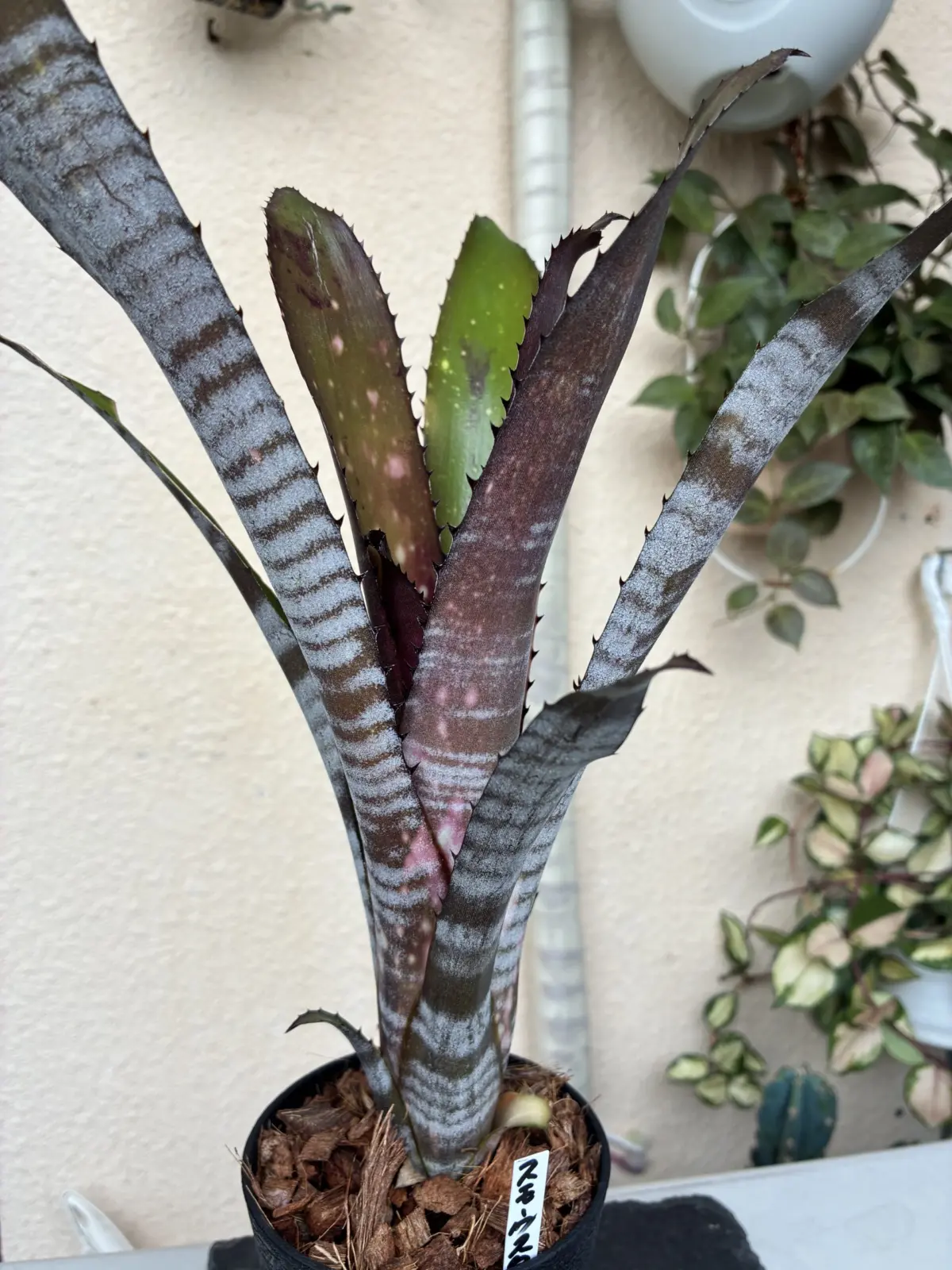 ビルベルギア　スモークスタック