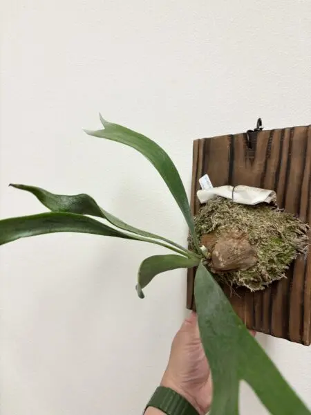 ビカクシダ　ホソバタチバサラニホソバ