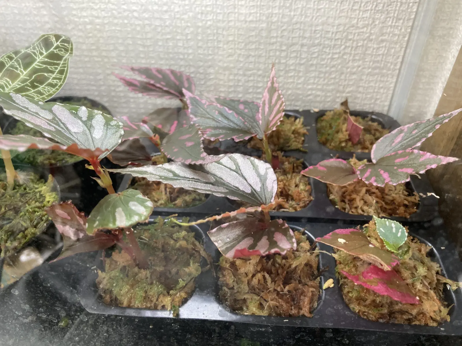ベゴニア　ジュラウ　ぼっち株