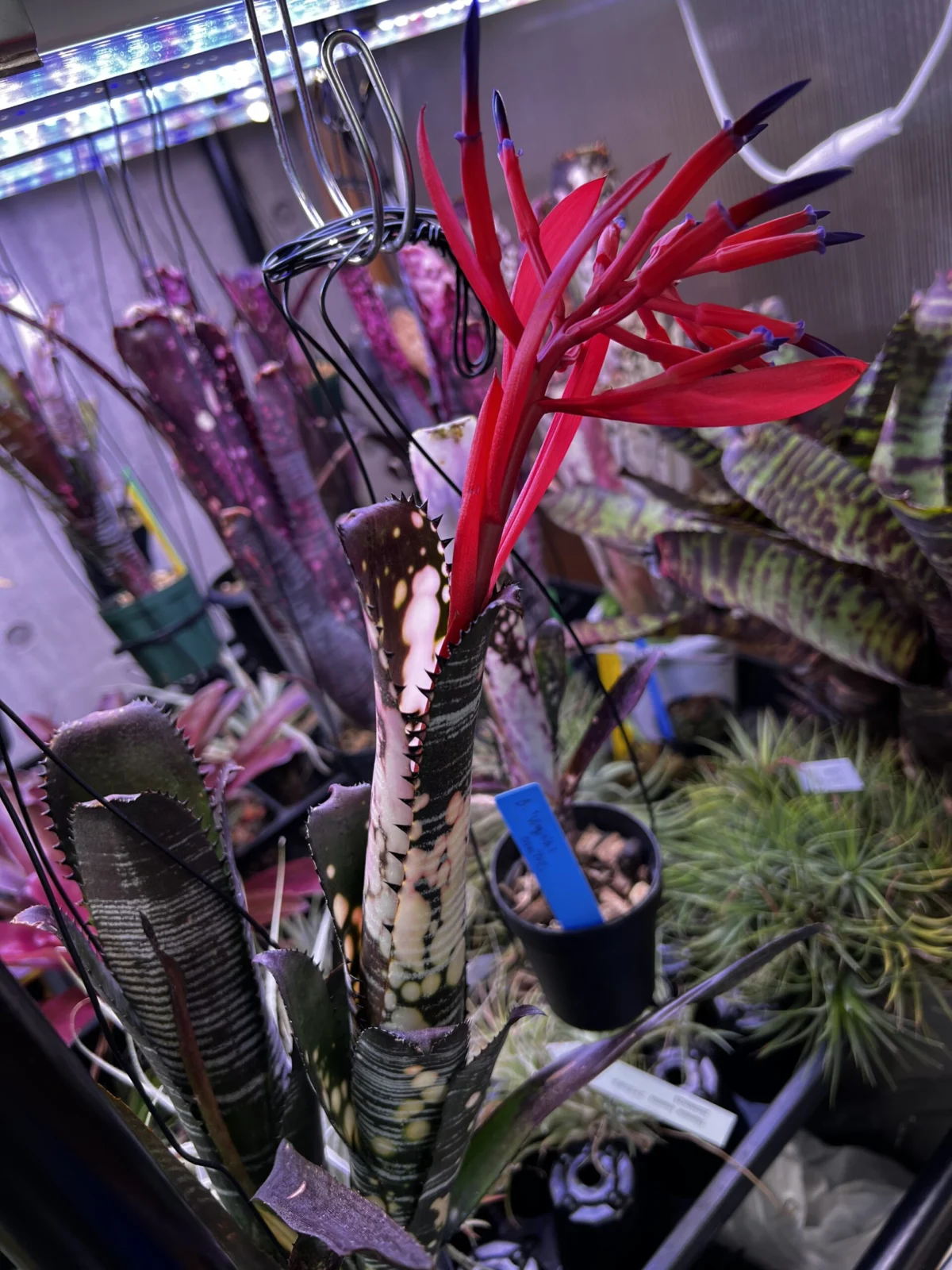 ビルベルギア ドミンゴスマルティンス F2