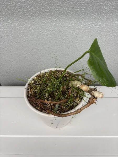 モンステラ　復活