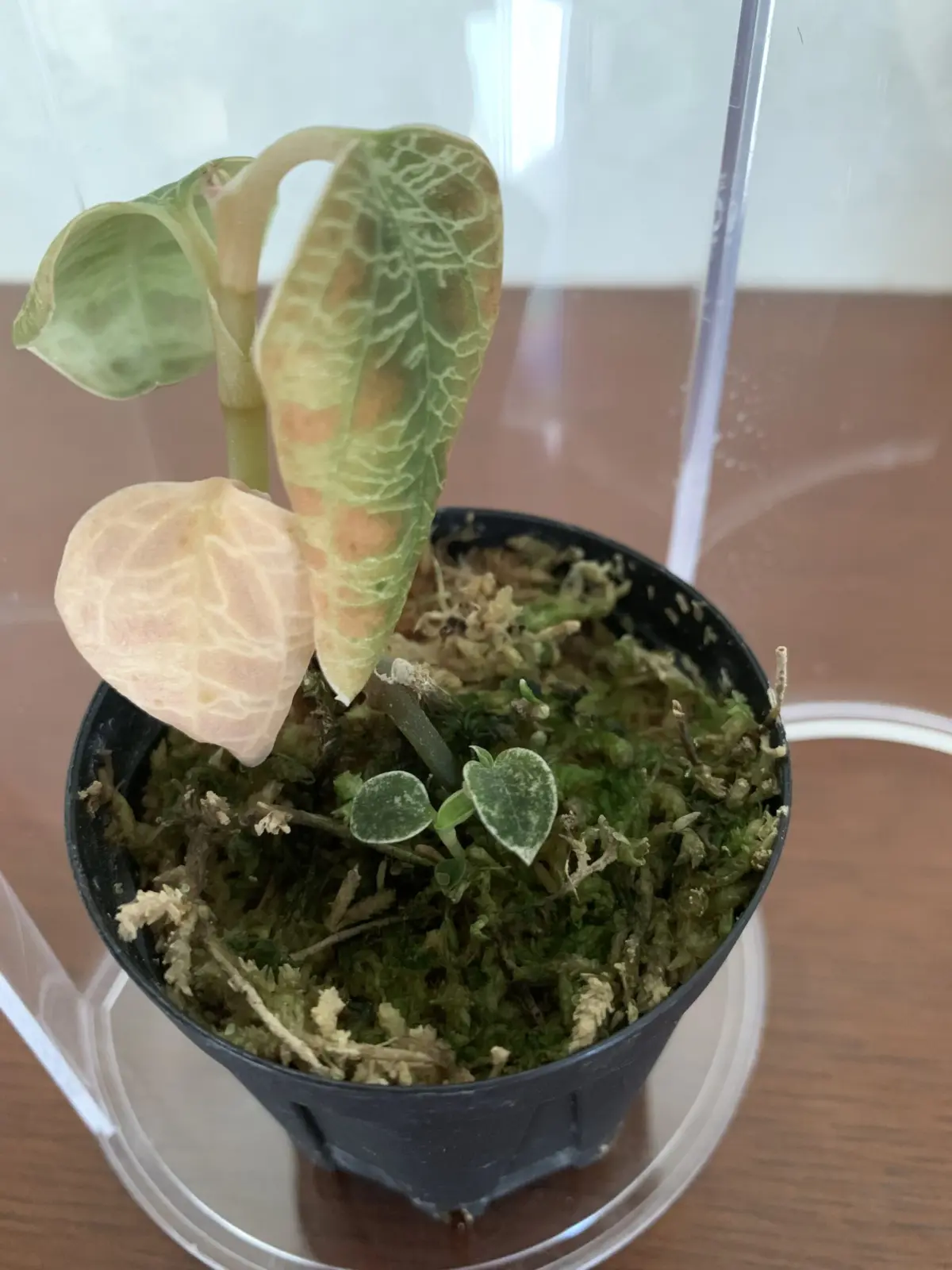 ジュエルオーキッド　マコデスペトラ