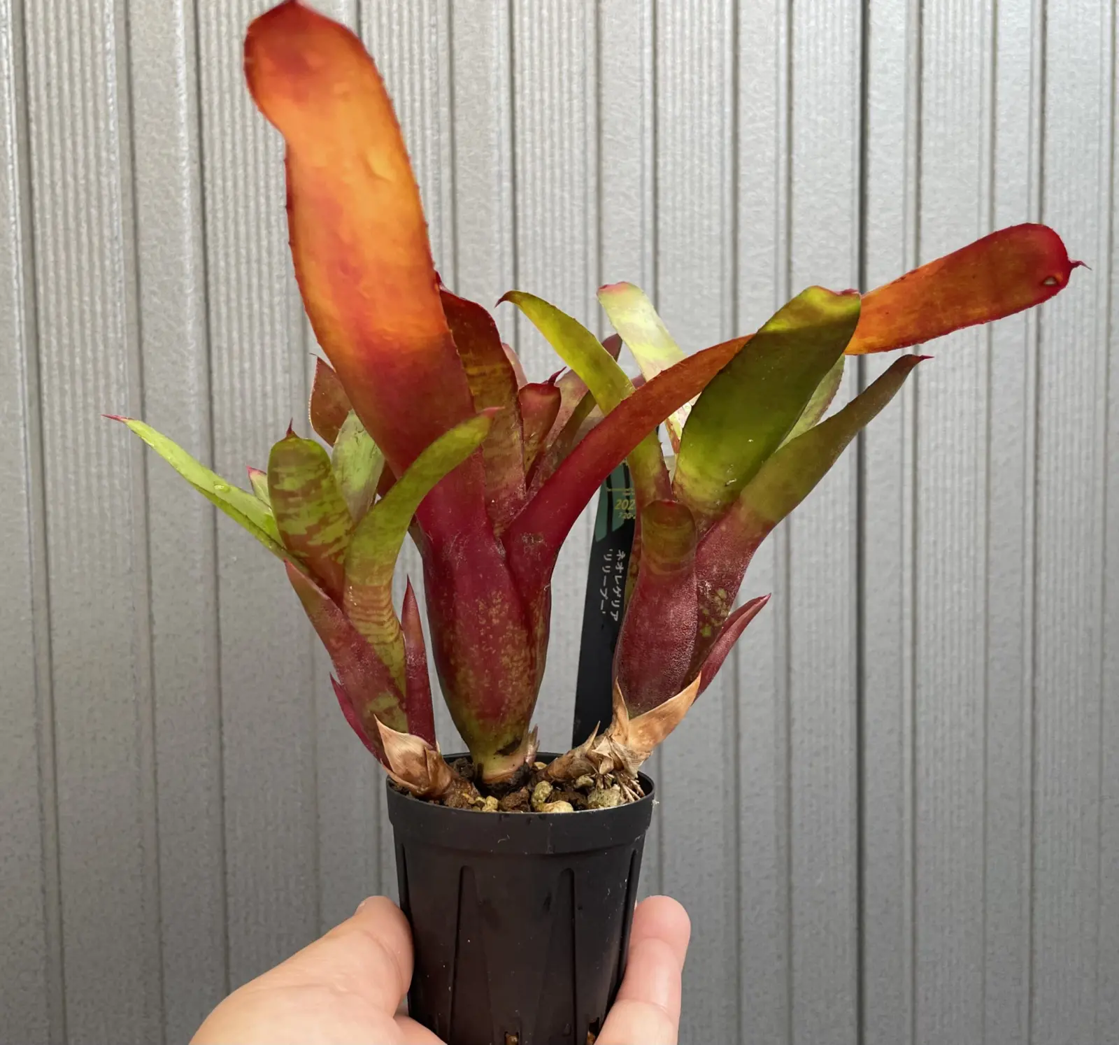 ネオレゲリア　リリープー