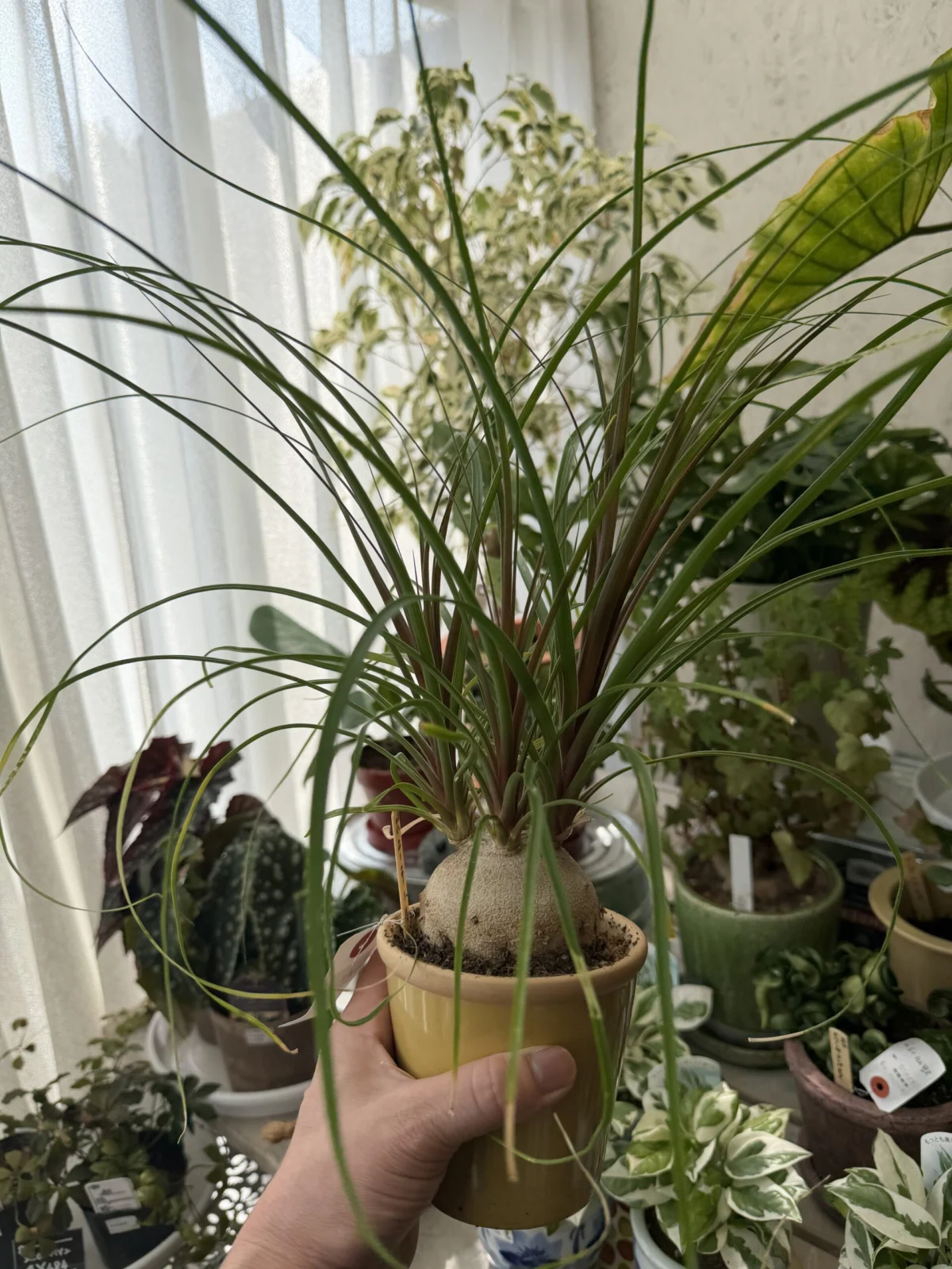 ボーカルネアレクルバータ トックリラン ポニーテール