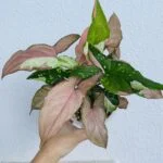 sakiko3588のアバター