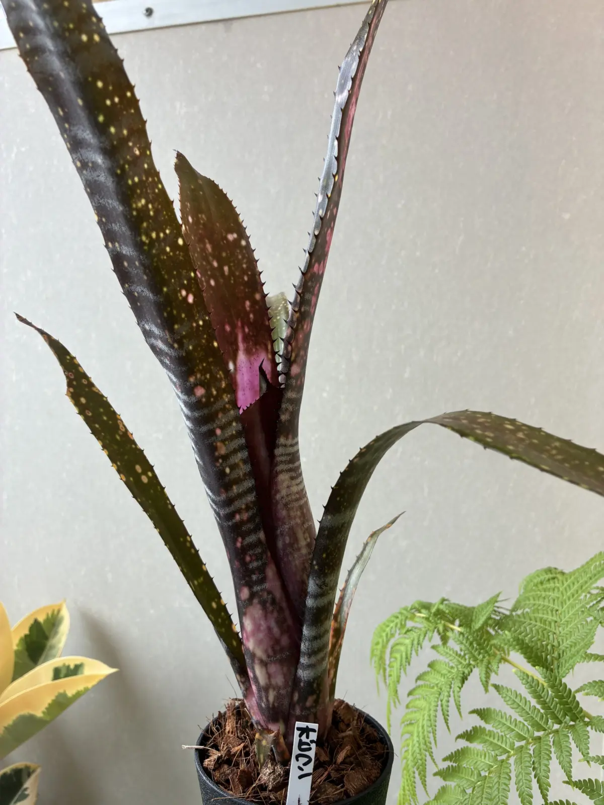 ビルベルギア　オビワン