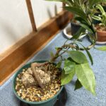 mumumu_nomuのアバター