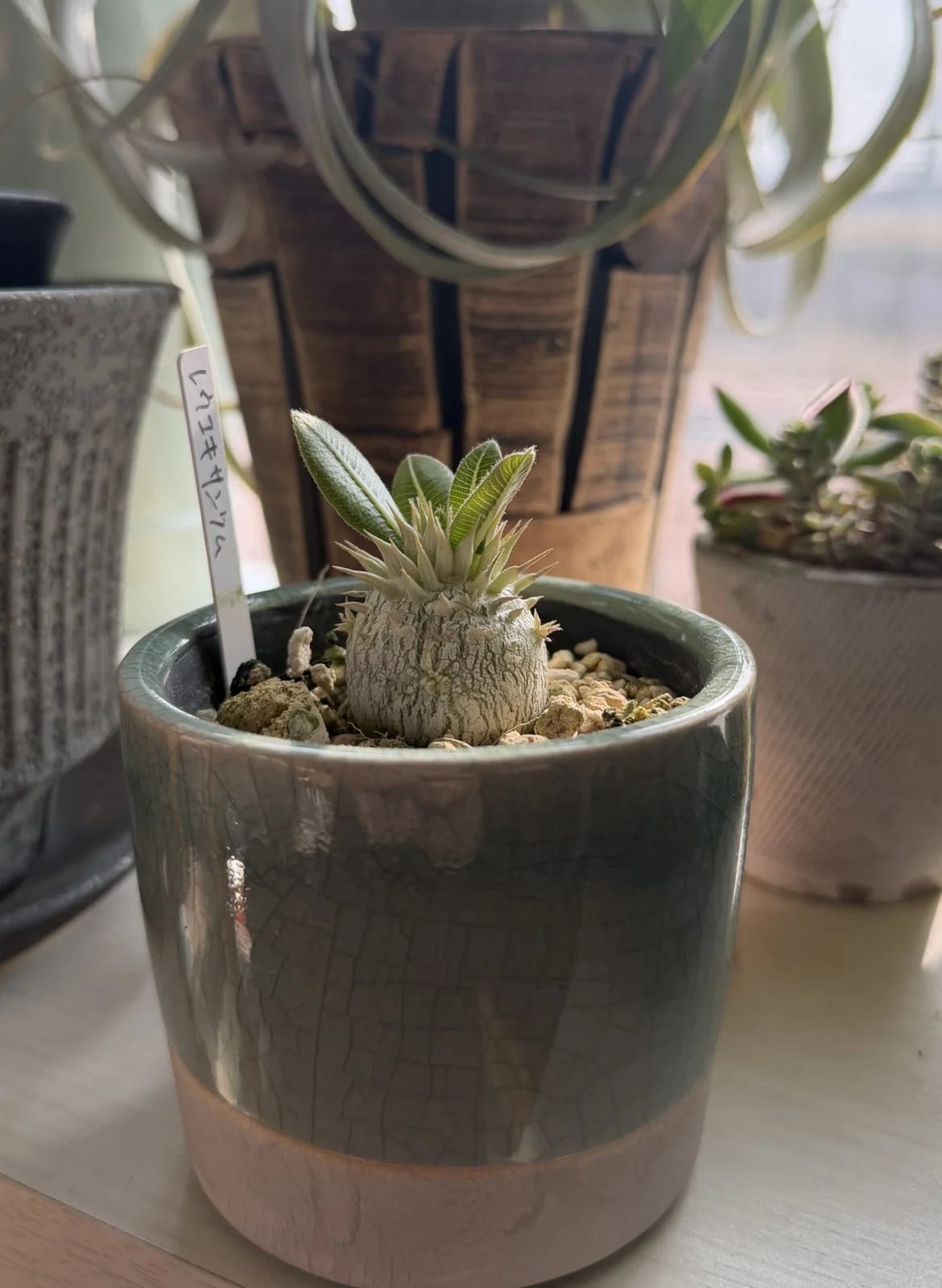 パキポディウム レウコキサンツム