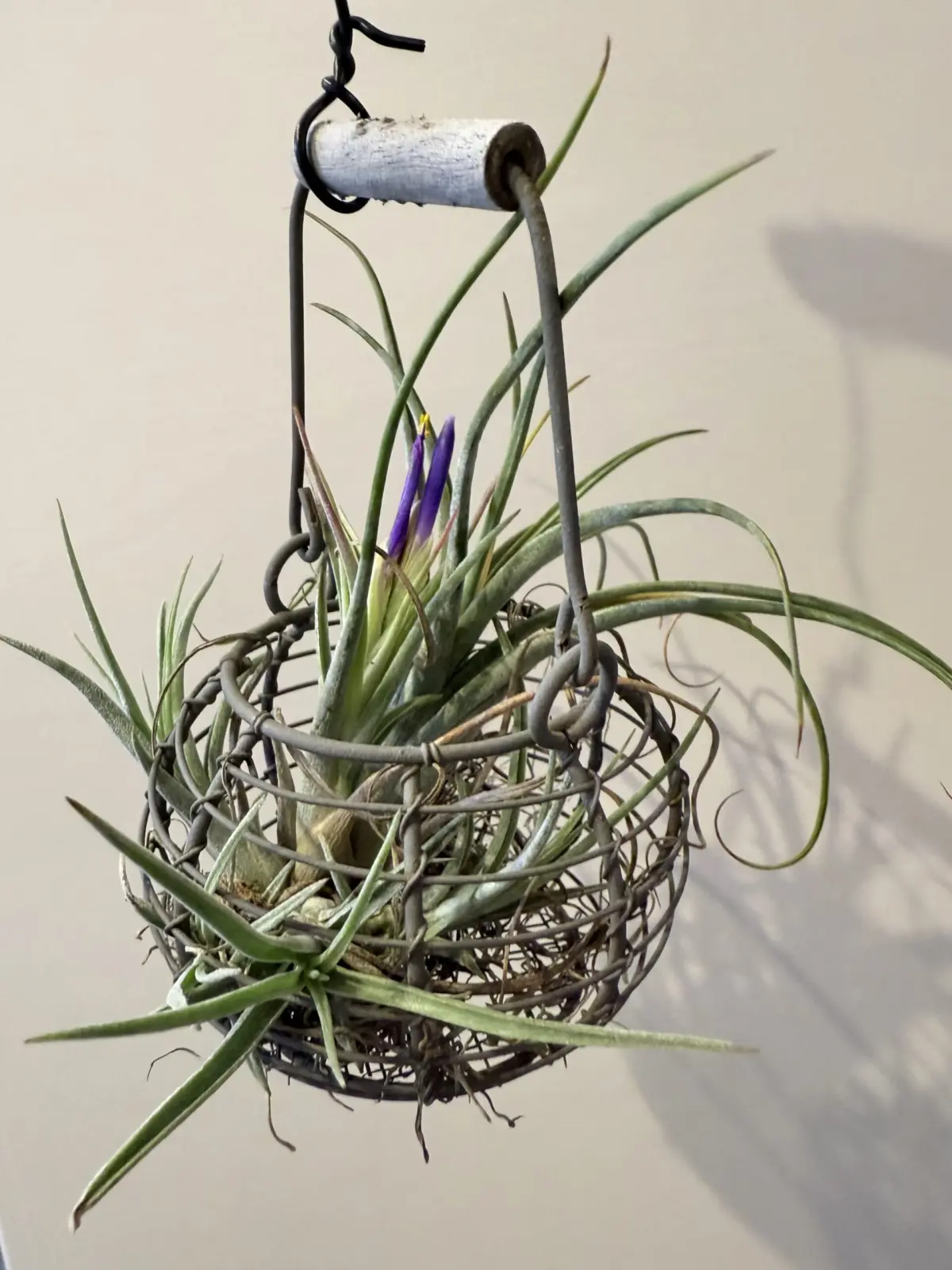 チランジア　不明