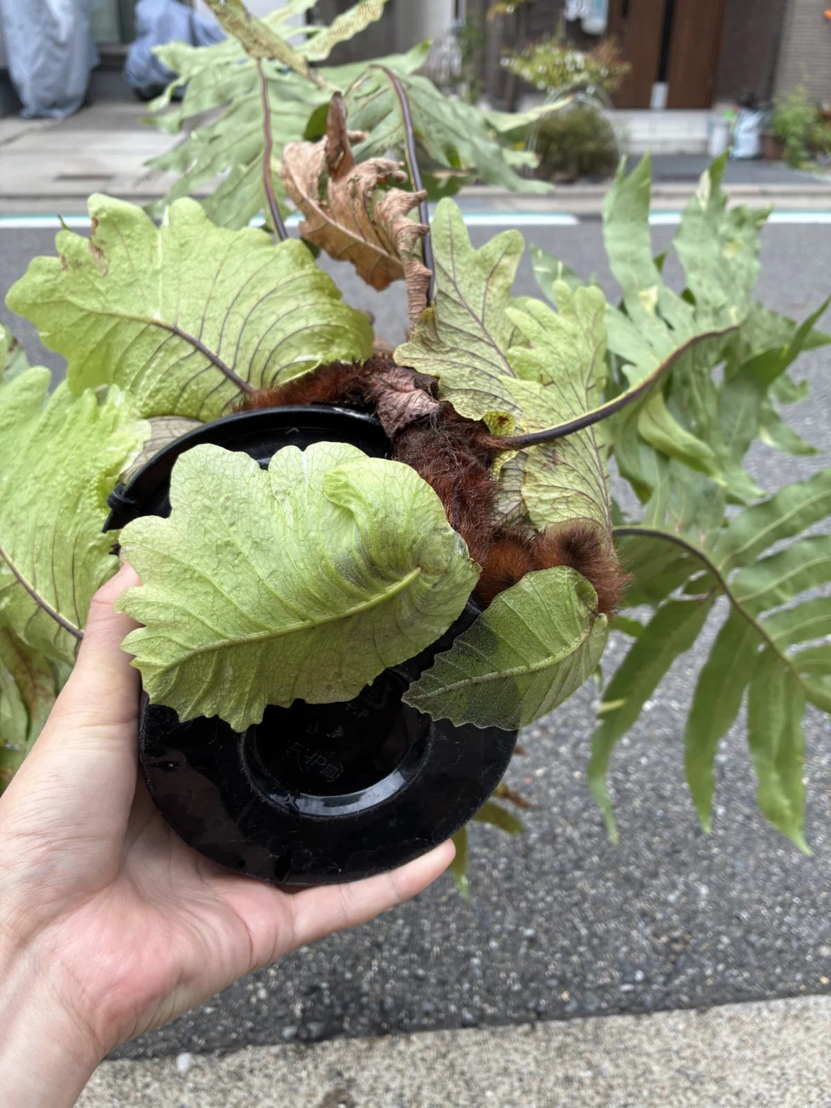 ドリナリア クエルシフォリア 斑入り