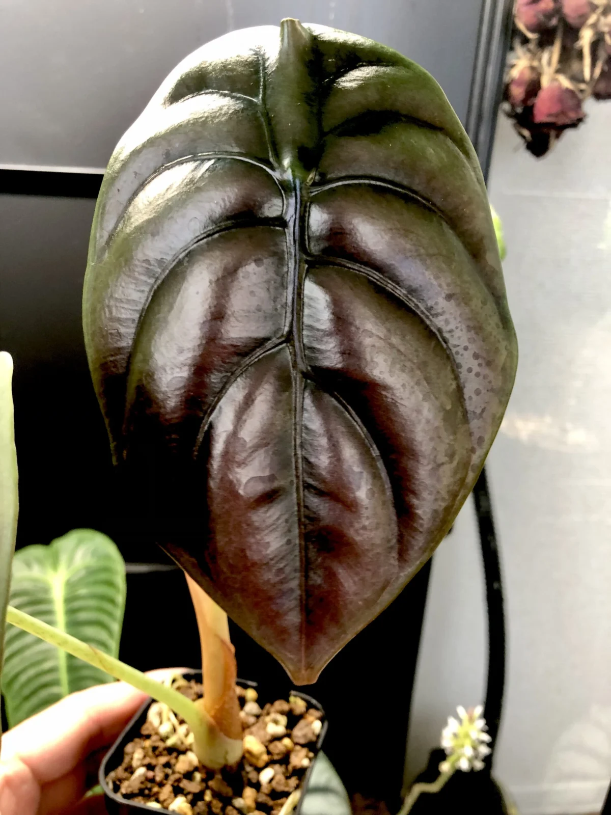 アロカシア　クプレア　レッドシークレット