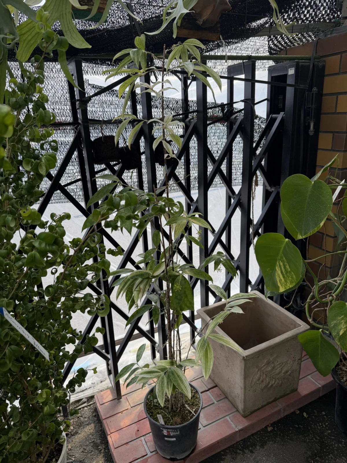 ドラセナ ゴッドセフィアナ スルクロサ