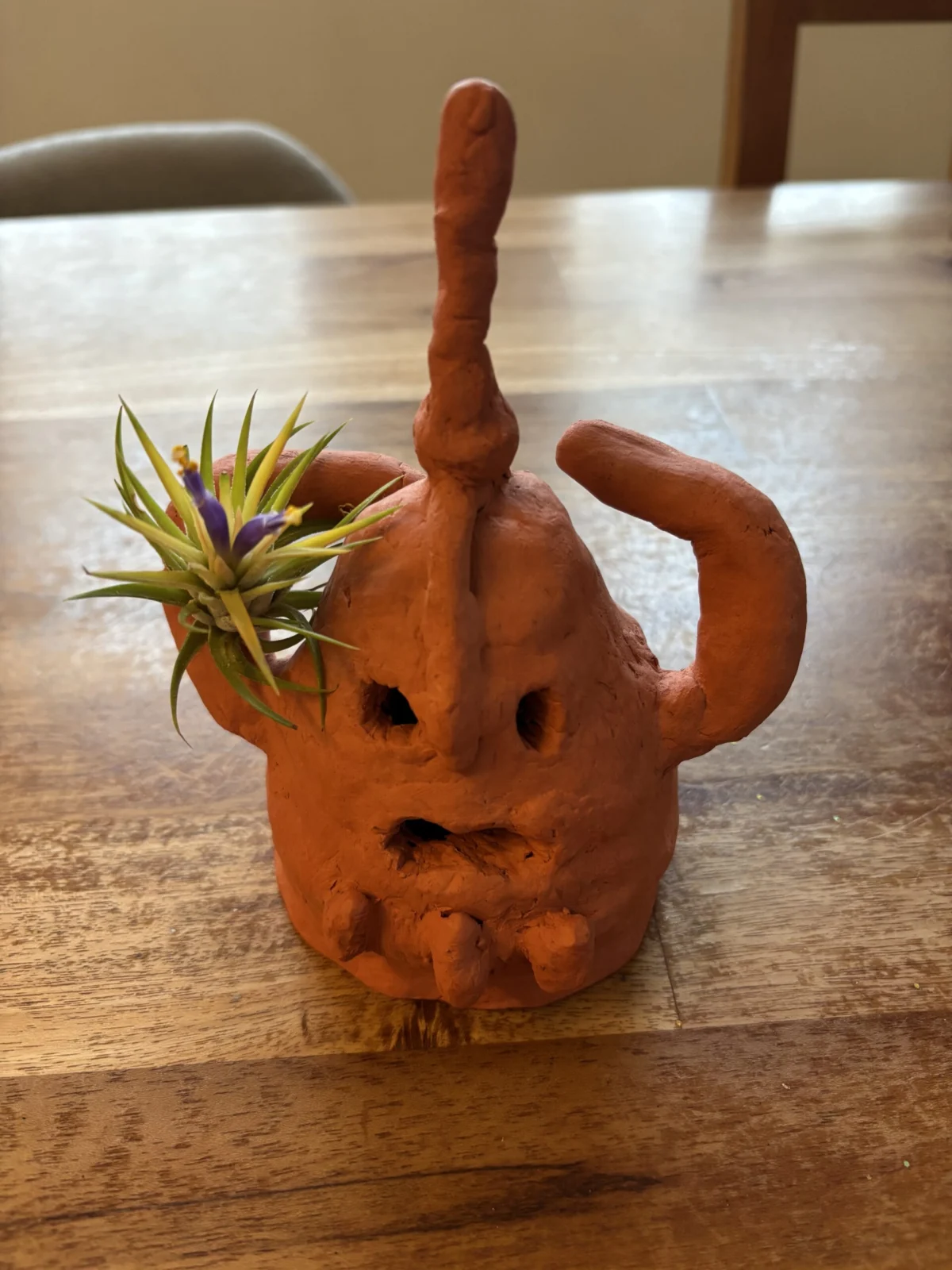 ティランジア　札落ち　般若箱