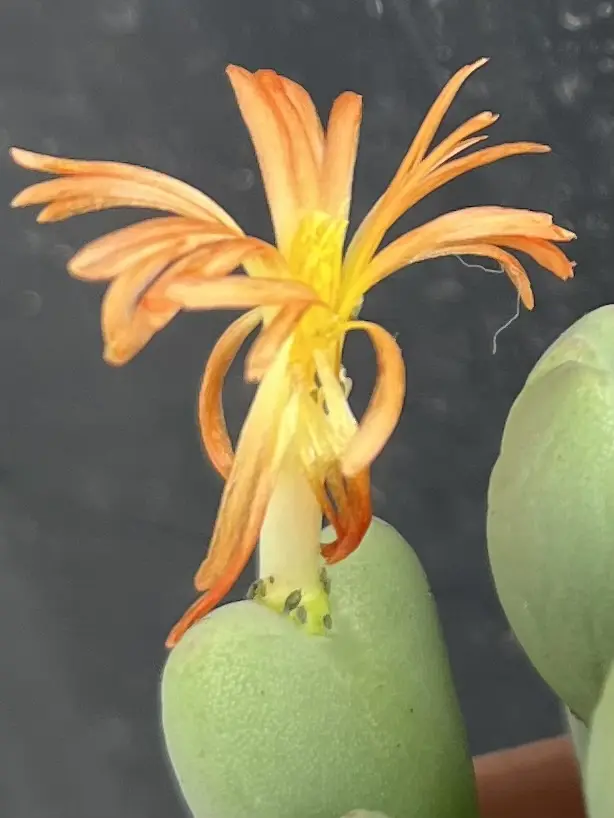 多肉植物　コノフィツム　アブラムシ　害虫