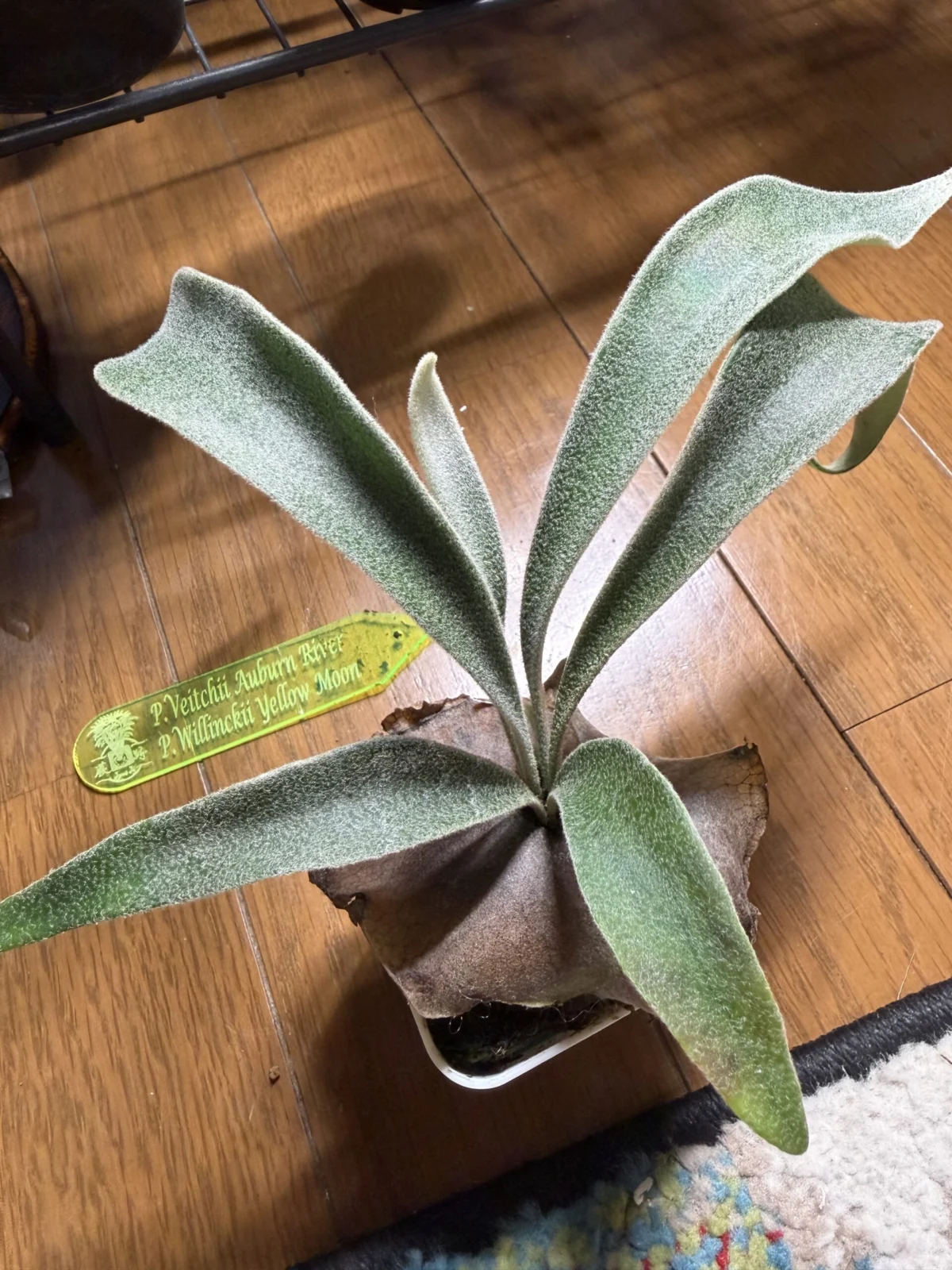 ビカクシダ ベイチー ウィリンキー