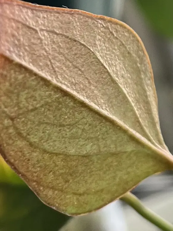 アンスリウム　ハダニ　害虫