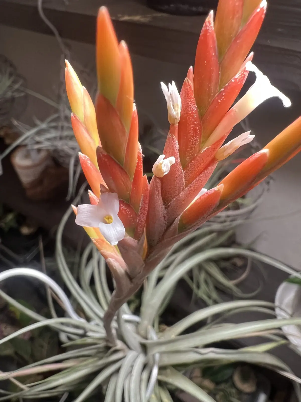 ティランジア　エスピノーサ