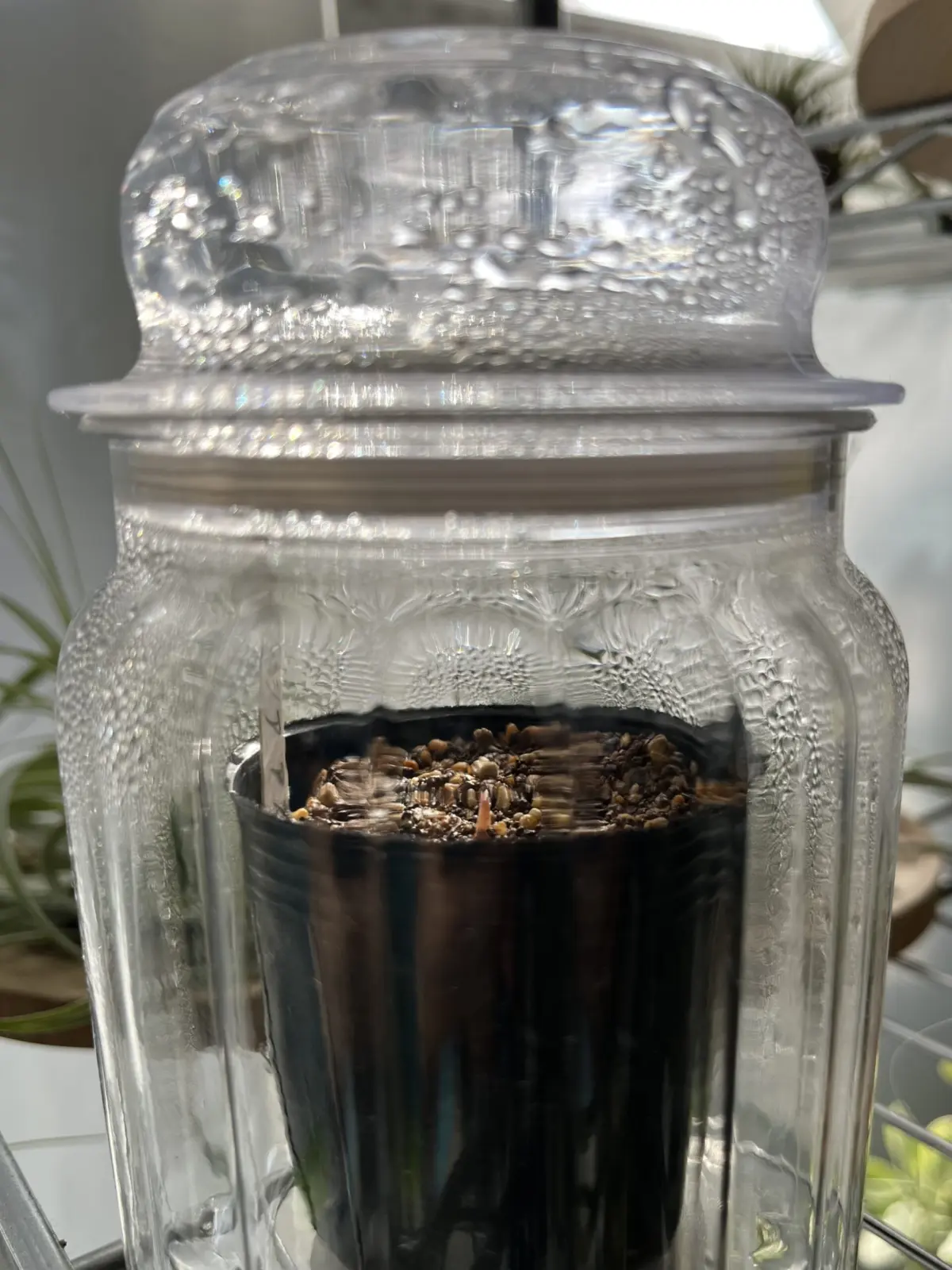 アロイド　アロカシア　アズラニー