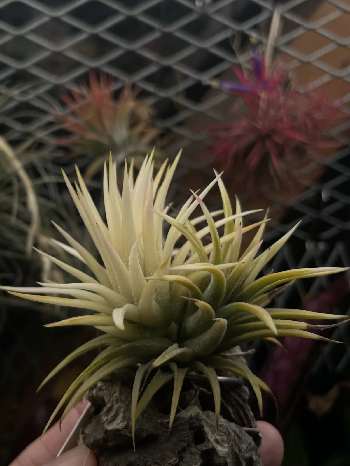 ティランジア　イオナンタ　アルボマルギナータ