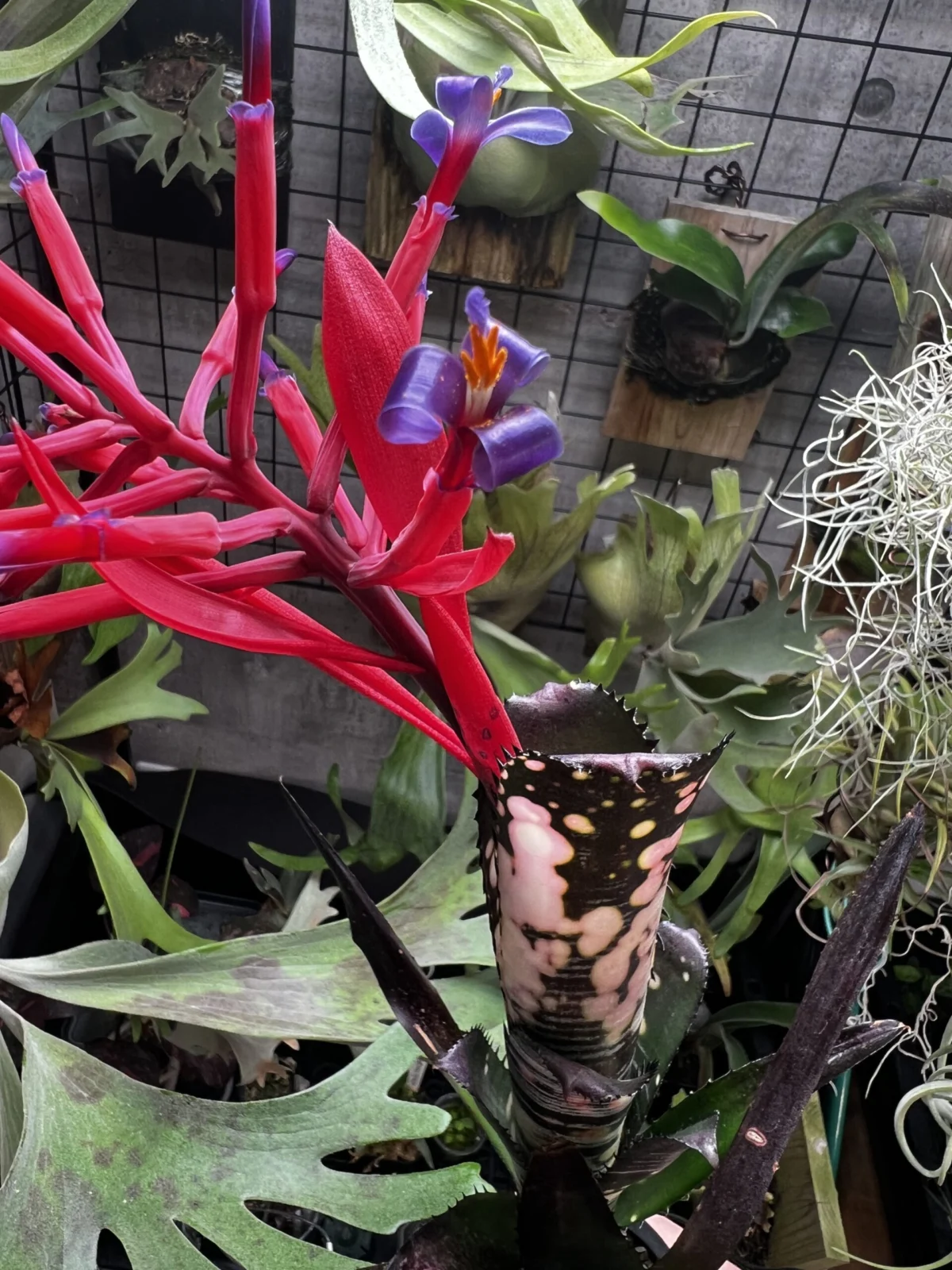 ビルベルギア　ドミンゴスマルティンス　F2 花