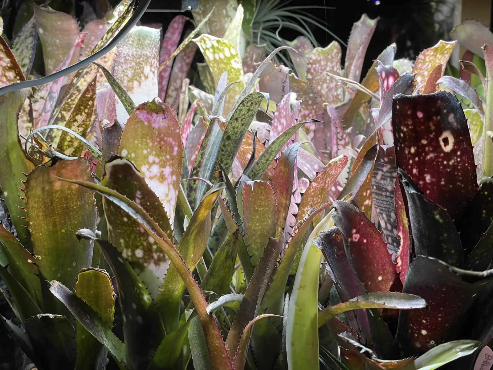 タンクブロメリア　冬越し