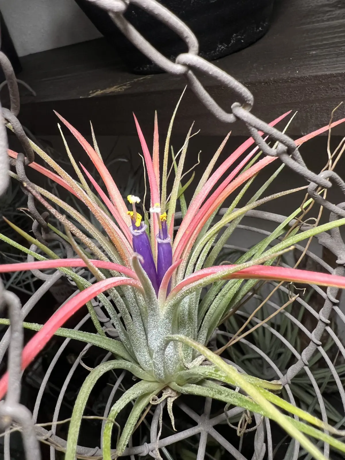 ティランジア イオナンタ ゴジラ