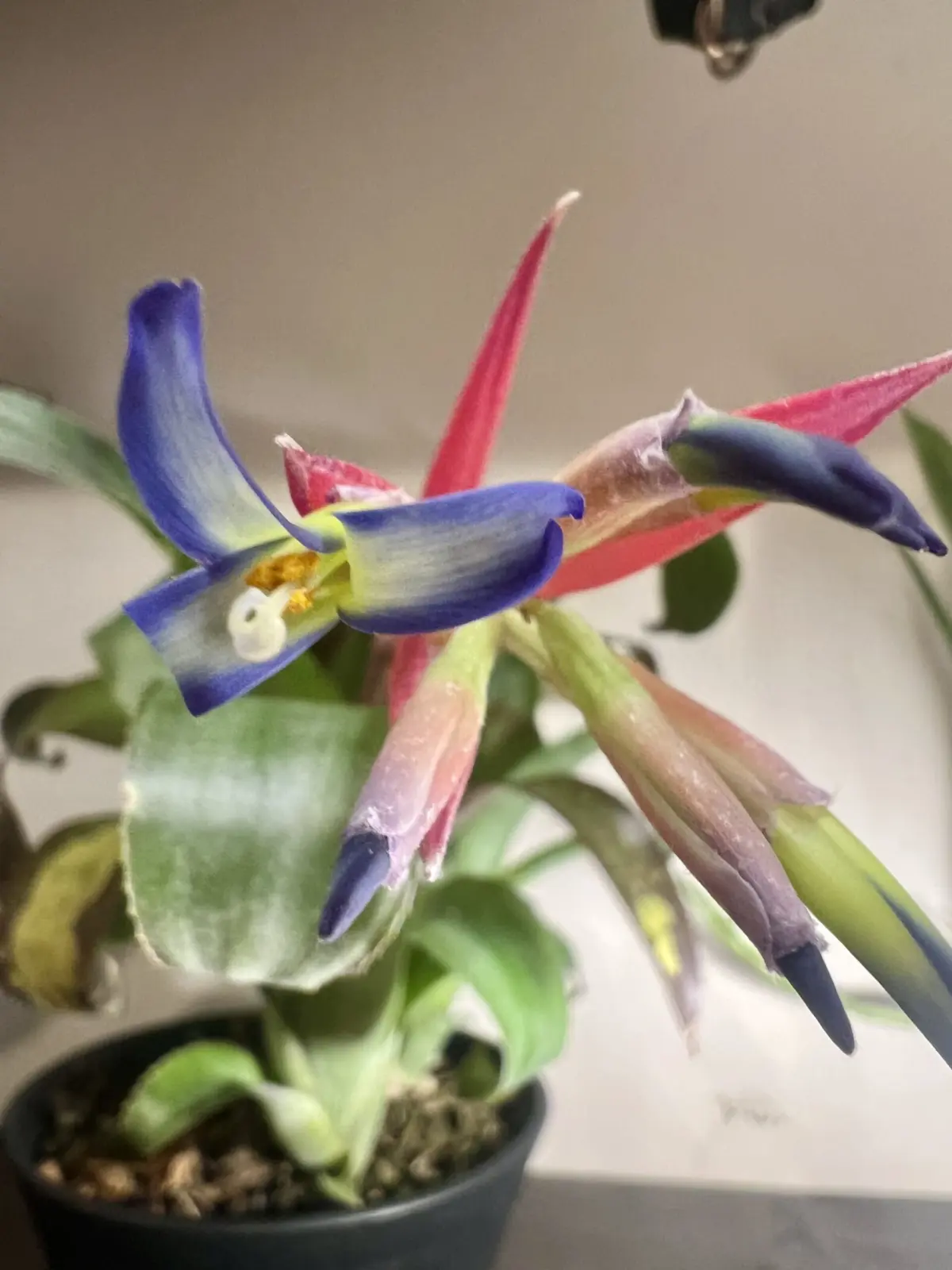 ビルベルギア テキーラサンセット