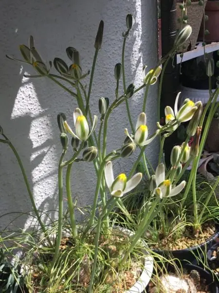 ケープバルブ　アルブカ　フミリス　花