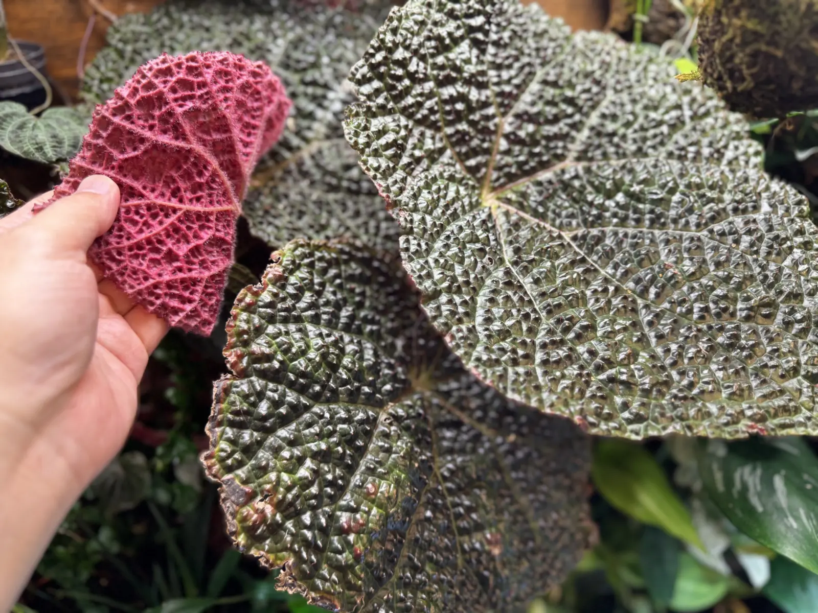 ベゴニア　アリゲーター