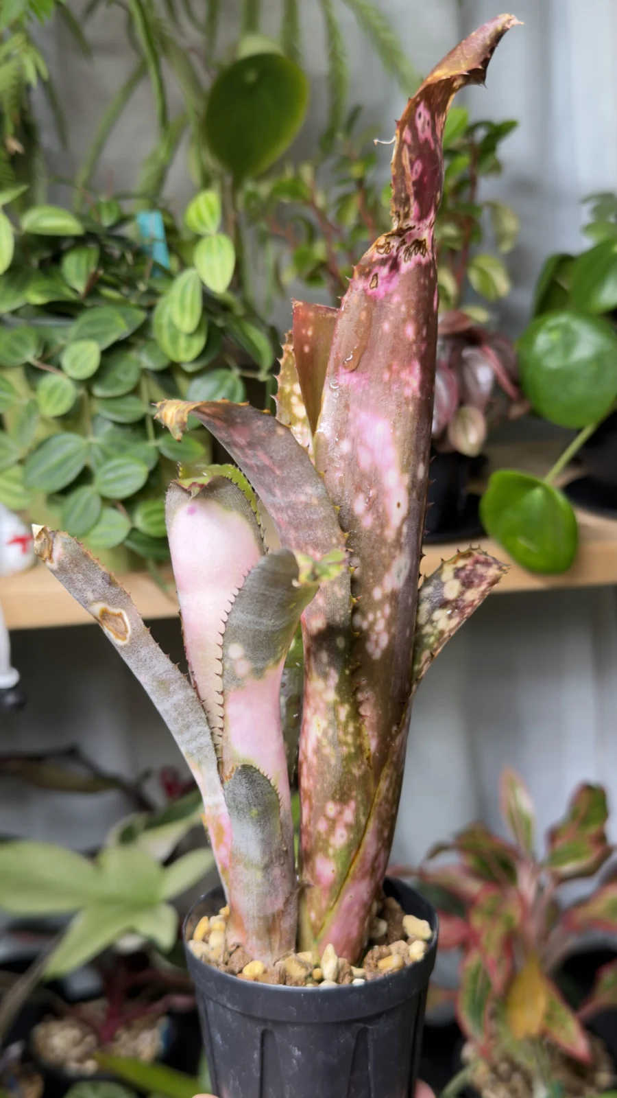 ビルベルギア コールドフュージョン