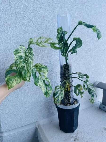 モンステラ　アダンソニー　モトルド　ミント　挿し穂カット